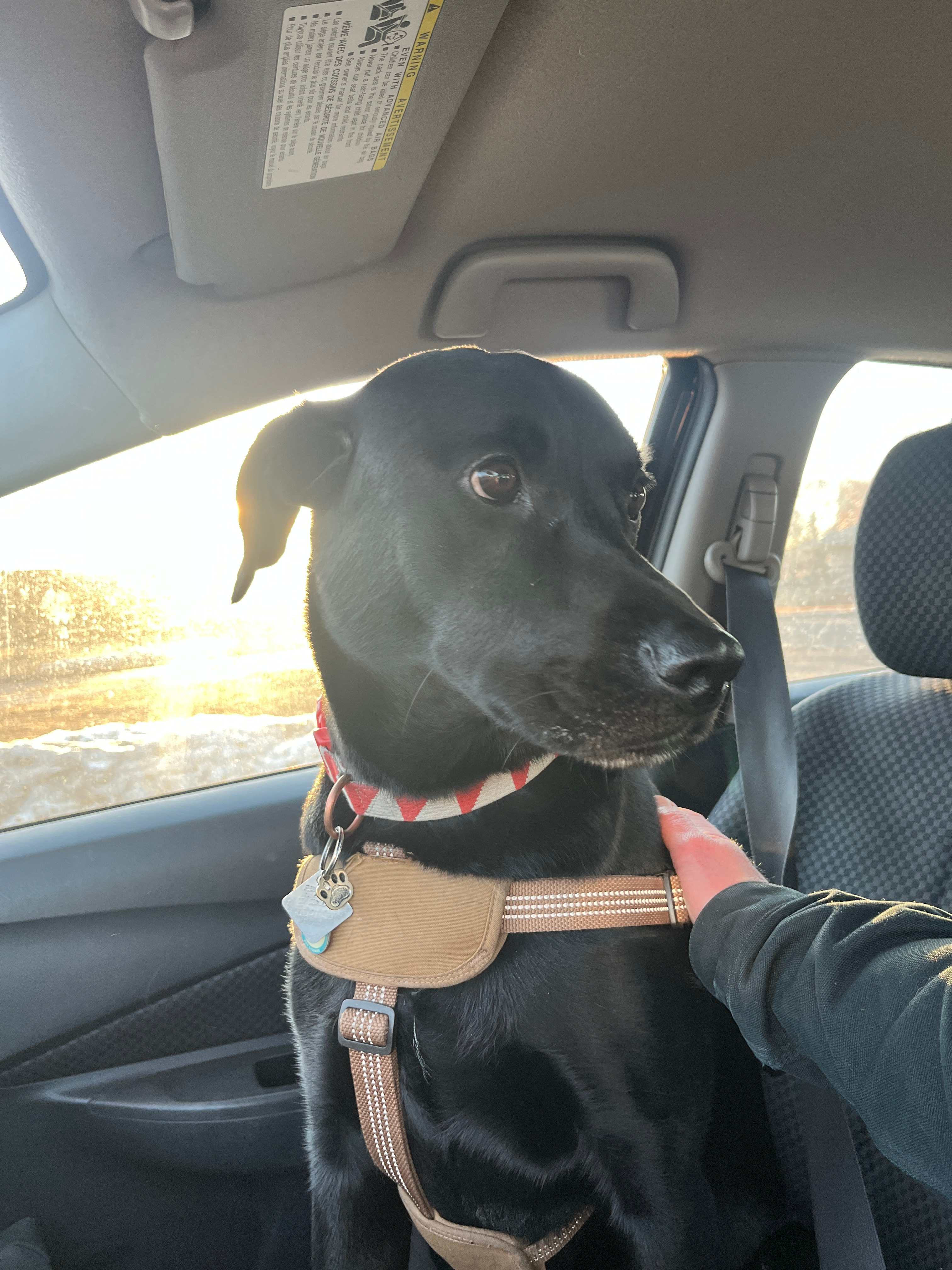 Help contribute to Loki's TPLO sugery campaign photo, 2 of 8
