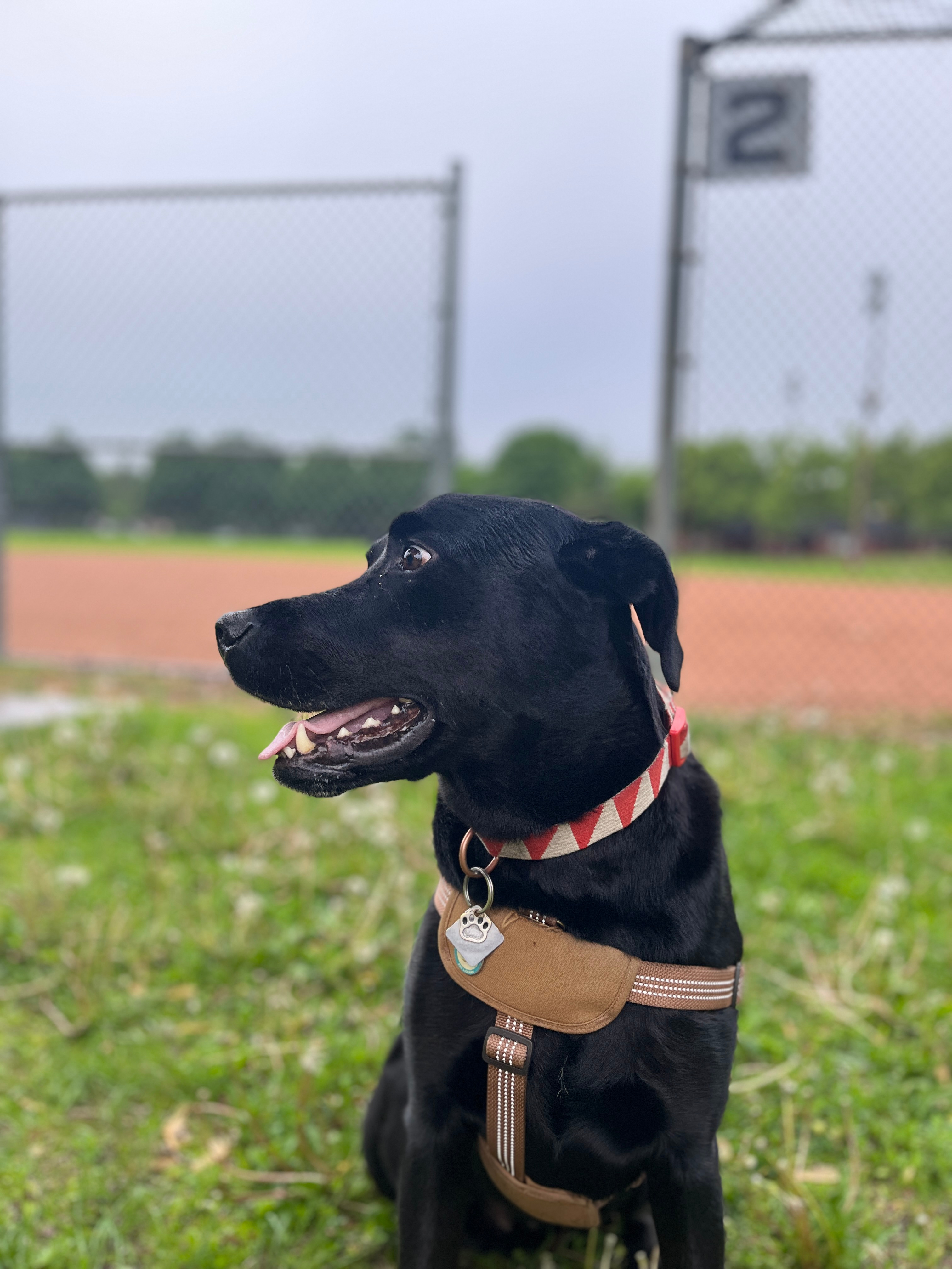 Help contribute to Loki's TPLO sugery campaign photo, 4 of 8