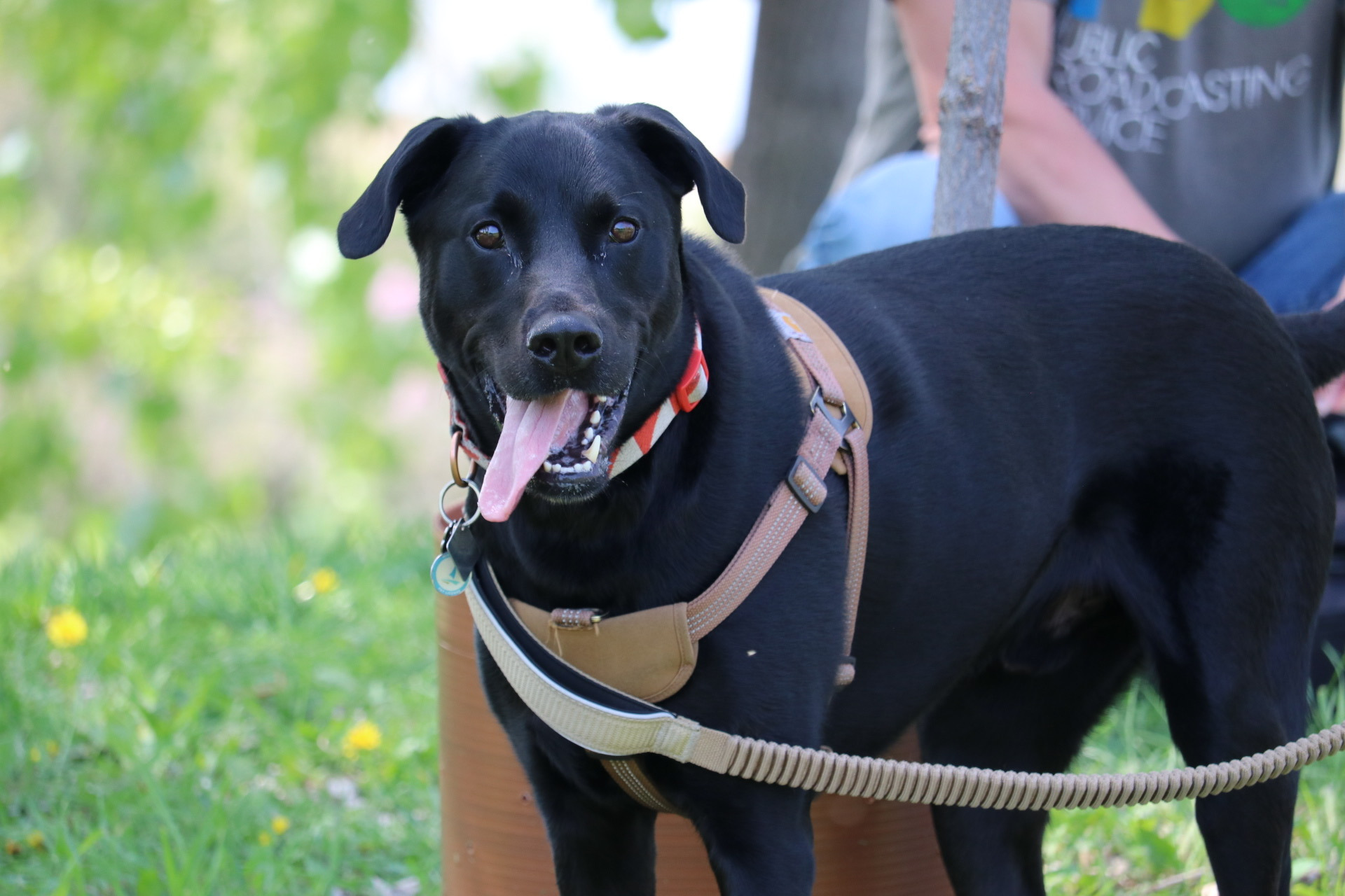 Help contribute to Loki's TPLO sugery campaign photo, 5 of 8