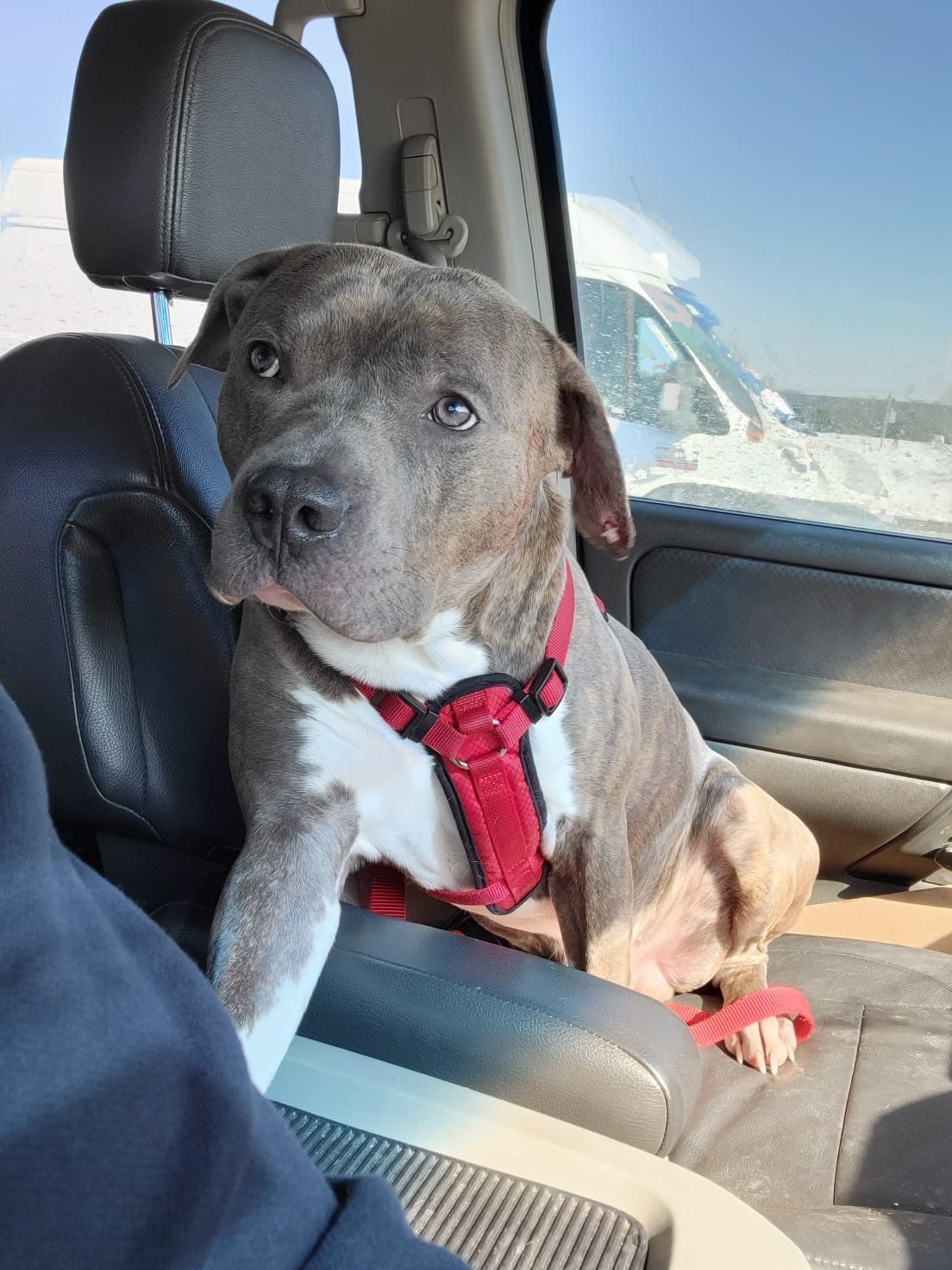 Help Rocky Through His Unexpected Medical Emergency campaign photo, 2 of 8