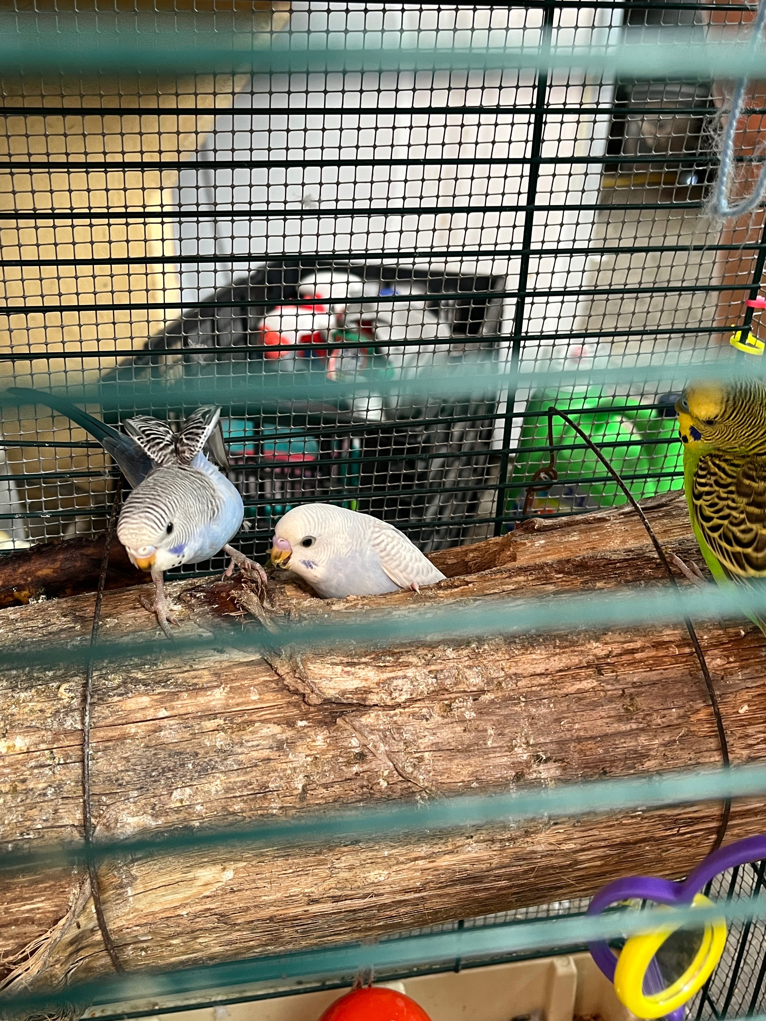 Birds as family members. campaign photo, 7 of 8