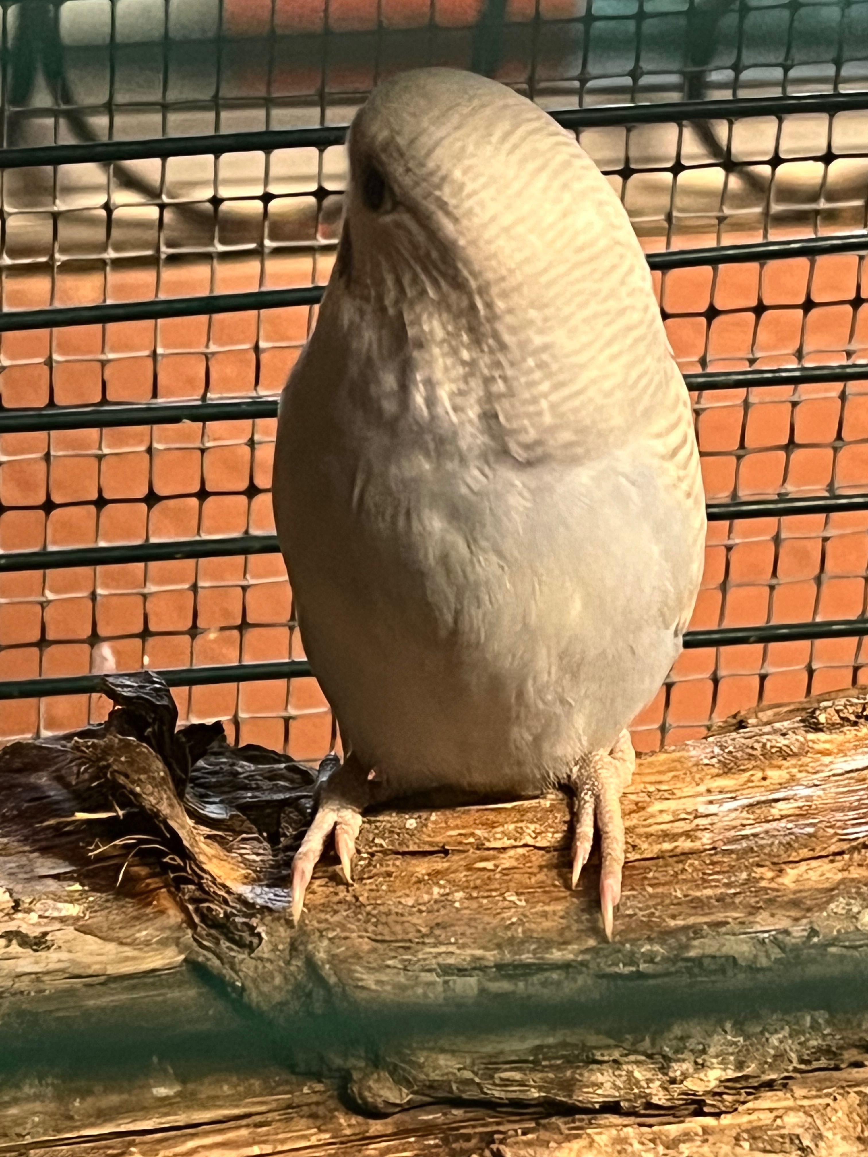 Birds as family members. campaign photo, 2 of 8