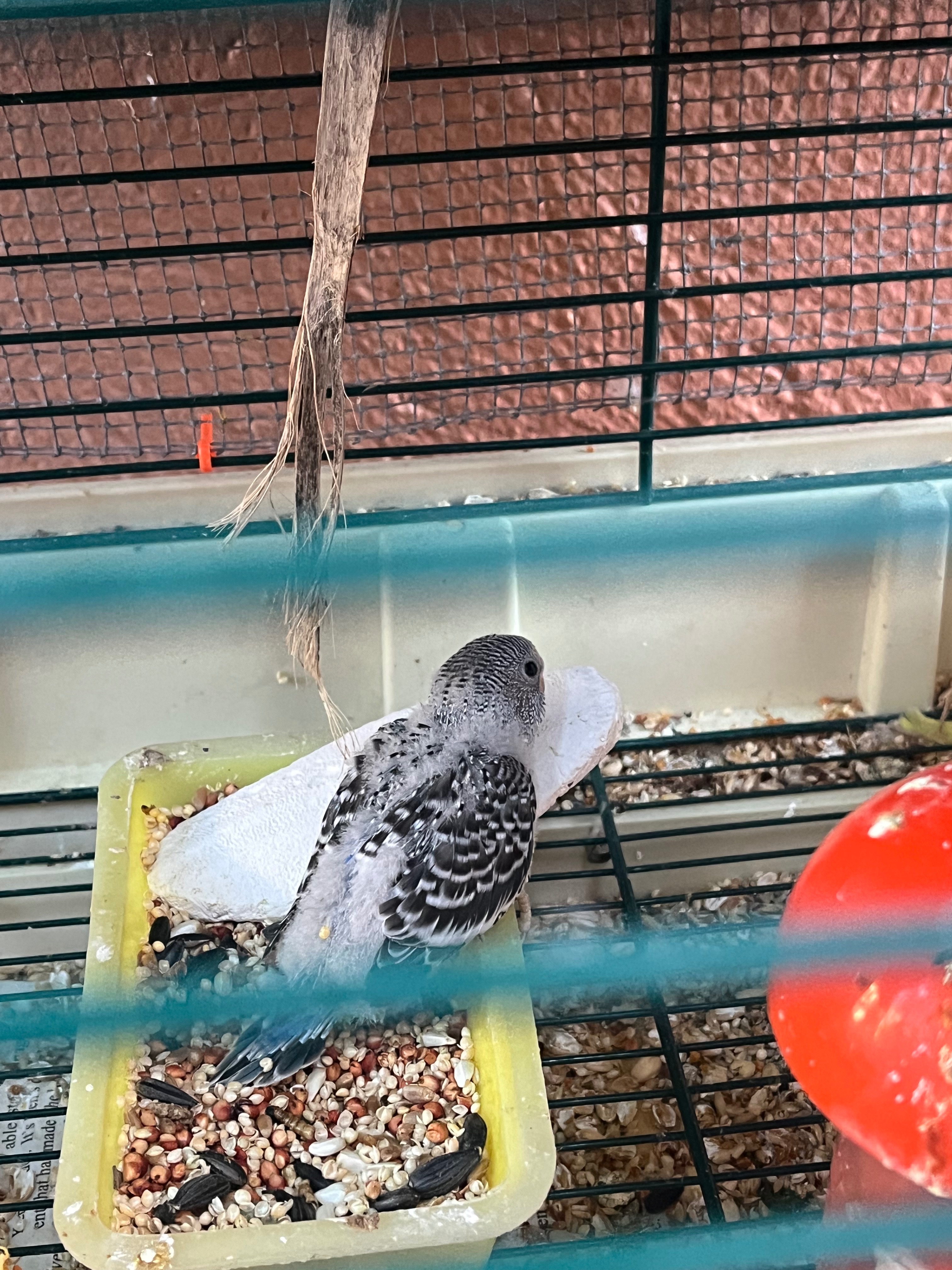 Birds as family members. campaign photo, 4 of 8