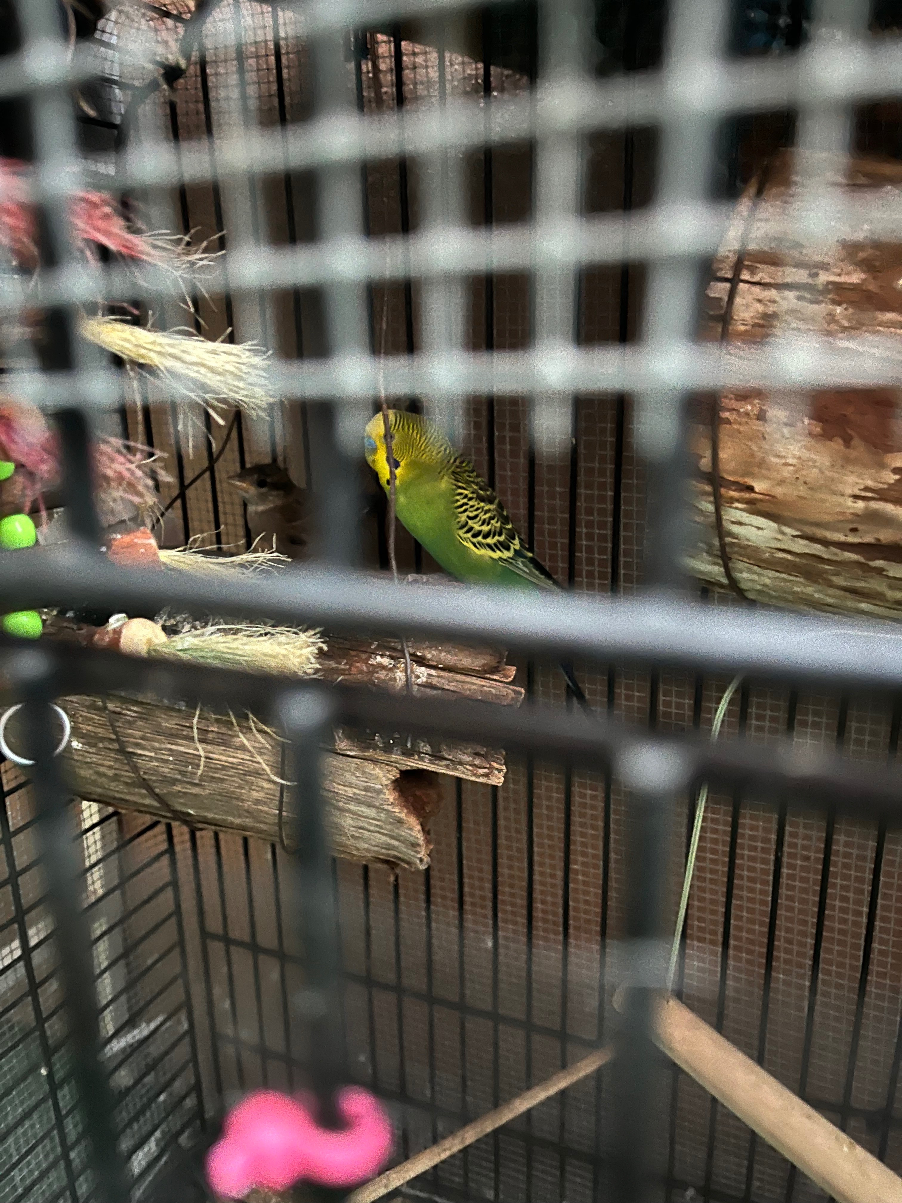 Birds as family members. campaign photo, 6 of 8