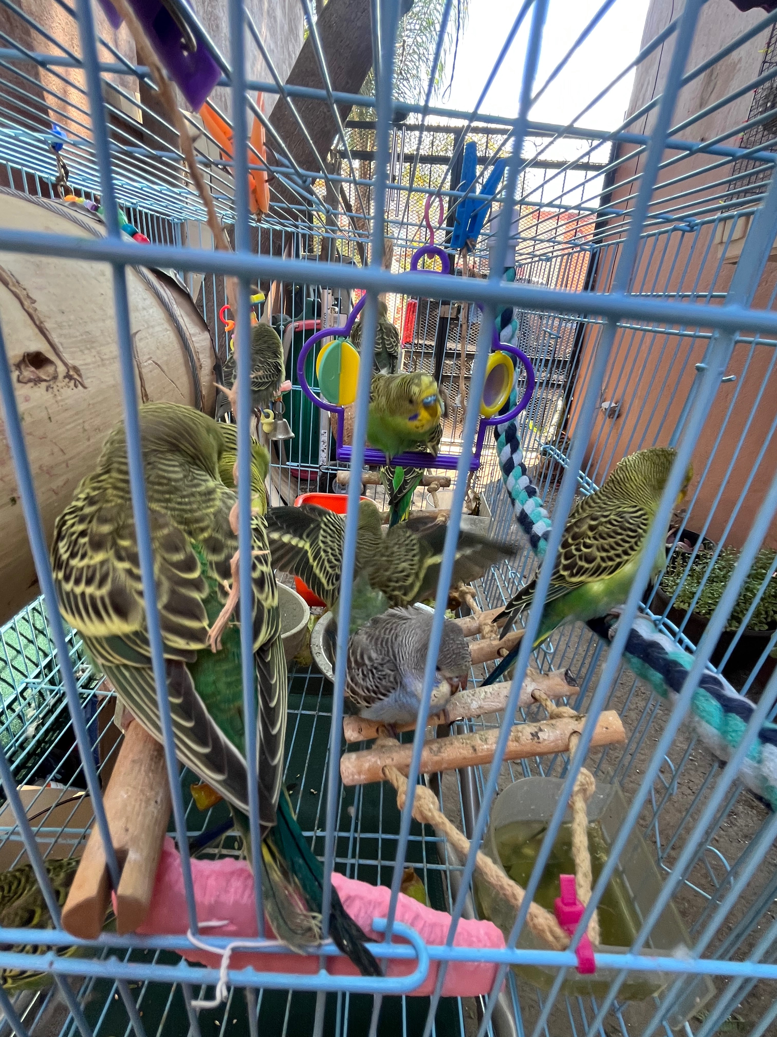 Birds as family members. campaign photo, 5 of 8