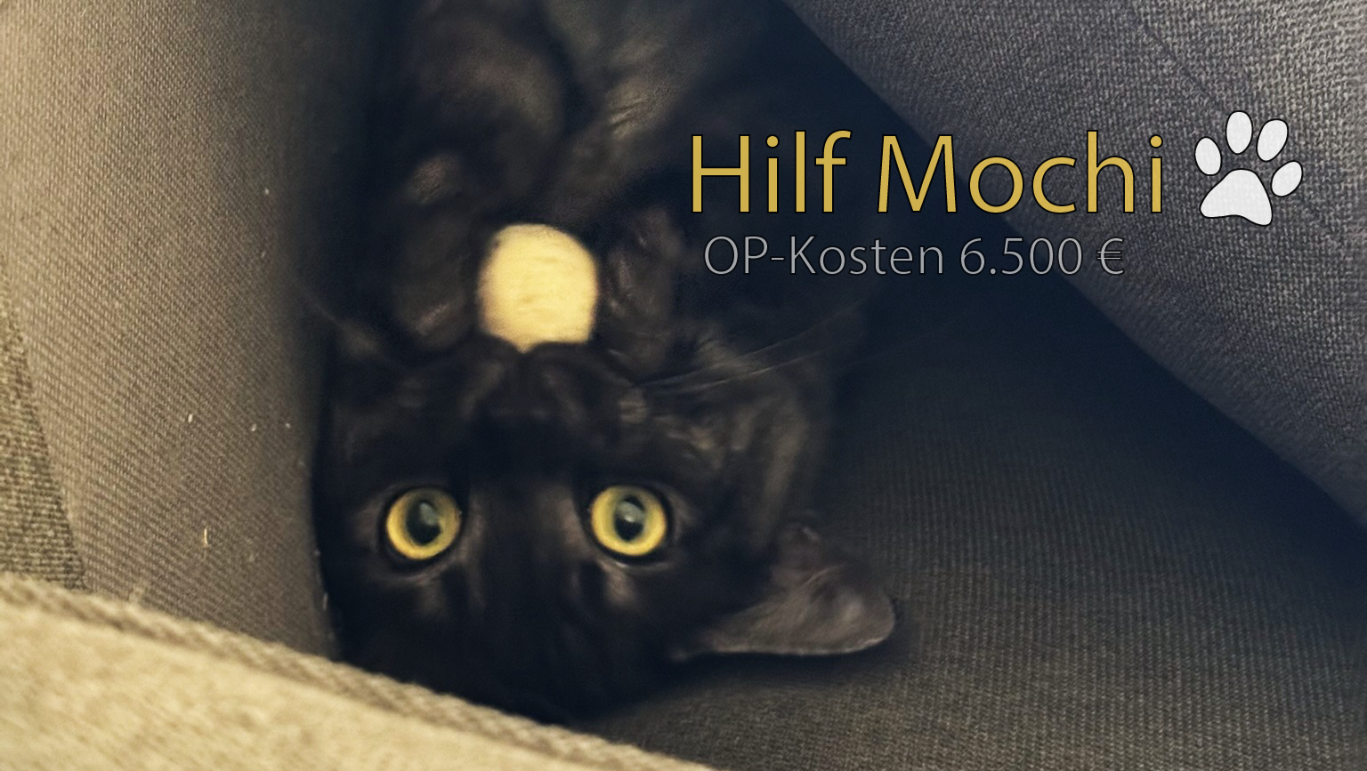 Hilfe für meinen Kater Mochi – 6.500 € OP-Kosten