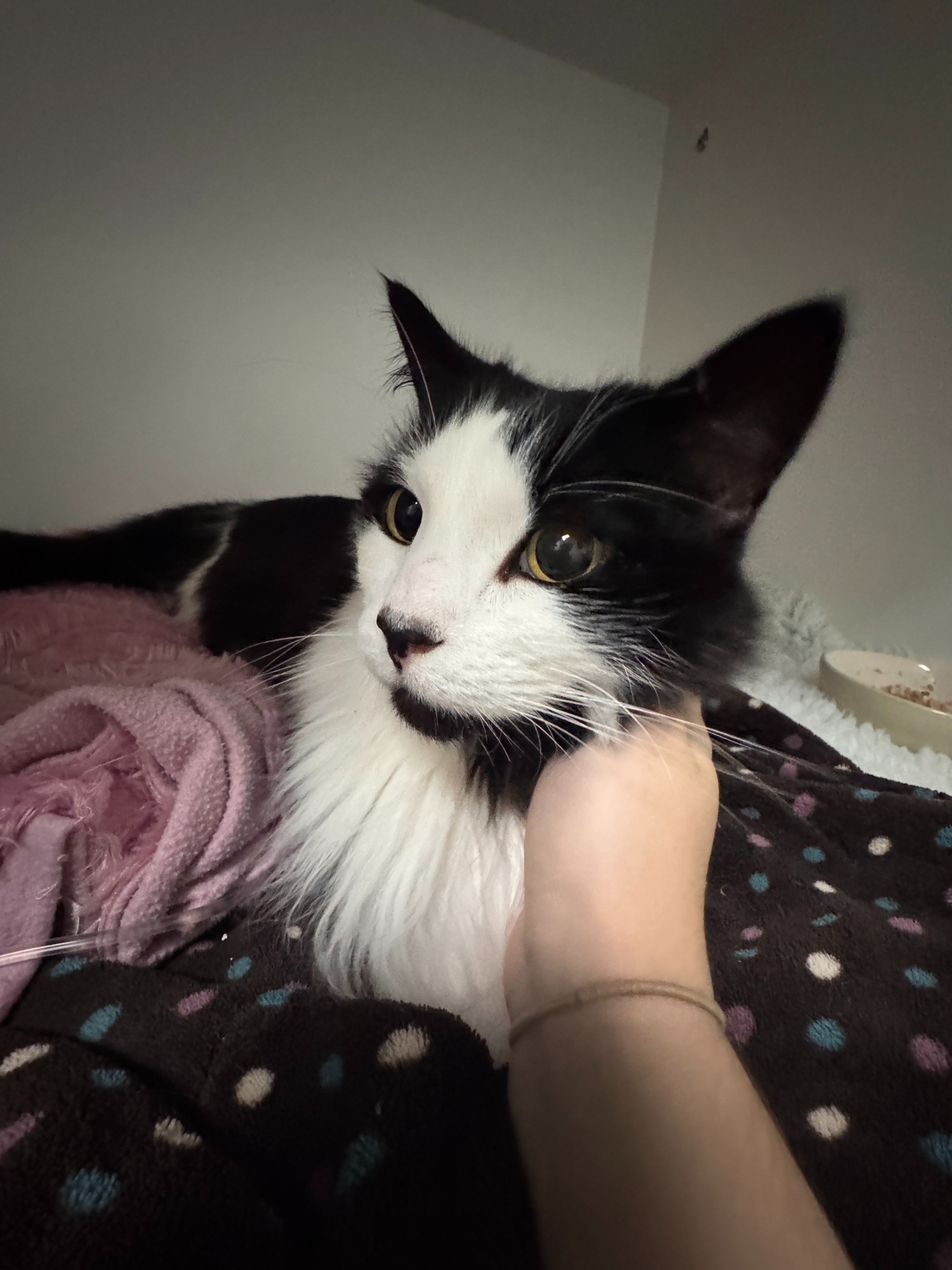 Luna's vet bills and surgery campaign photo, 7 of 8