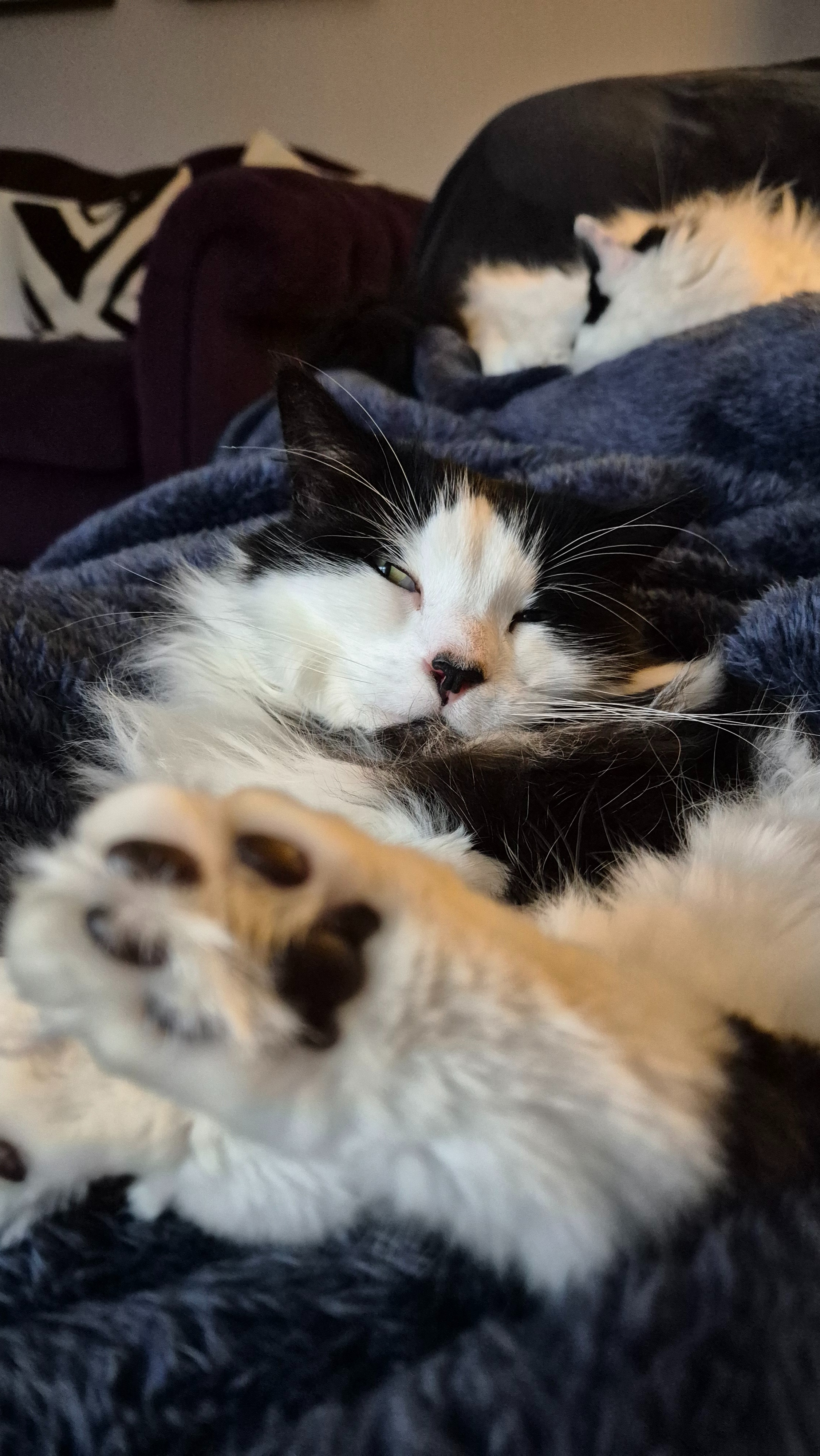 Luna's vet bills and surgery campaign photo, 2 of 8
