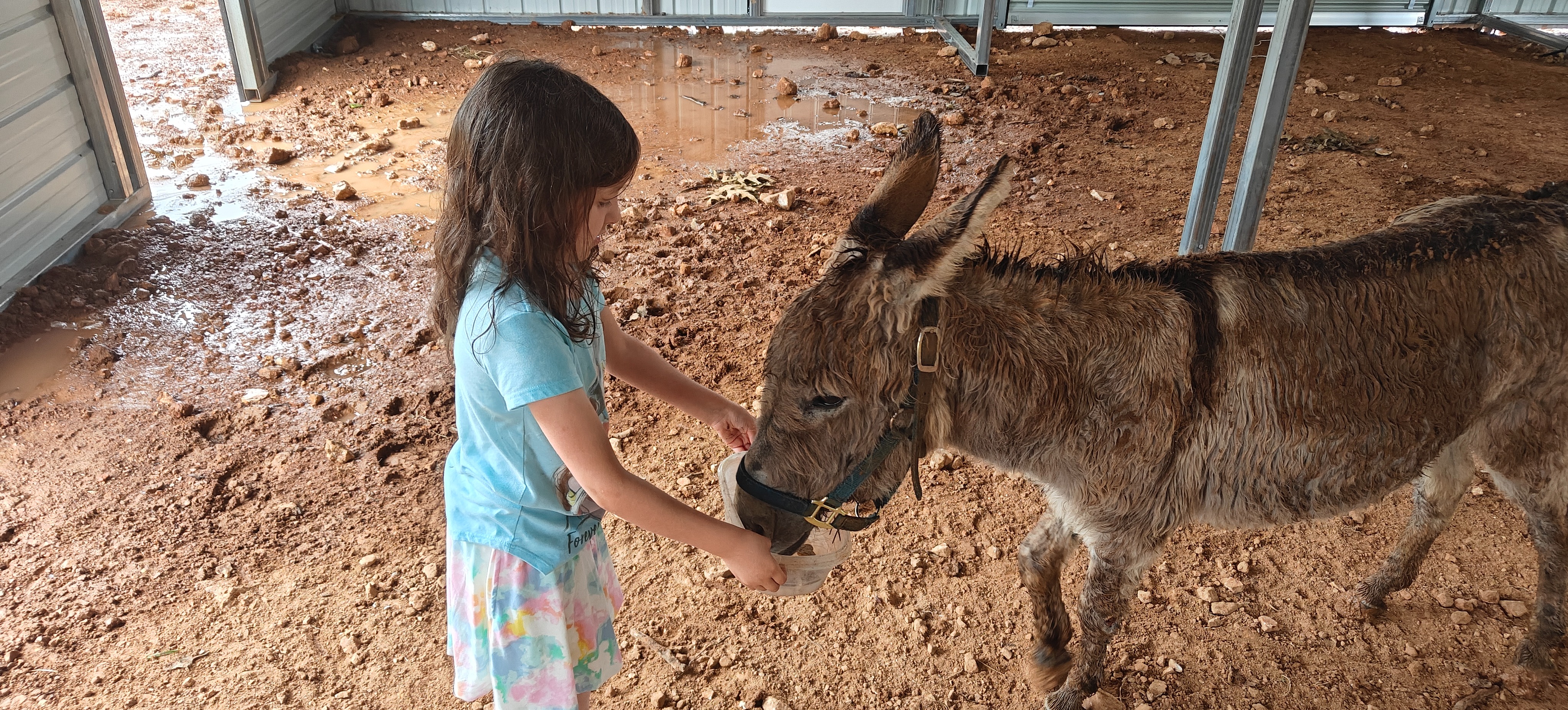 Fundraiser by Michael Ralston : Support Denali Donkey Rescue's Mission
