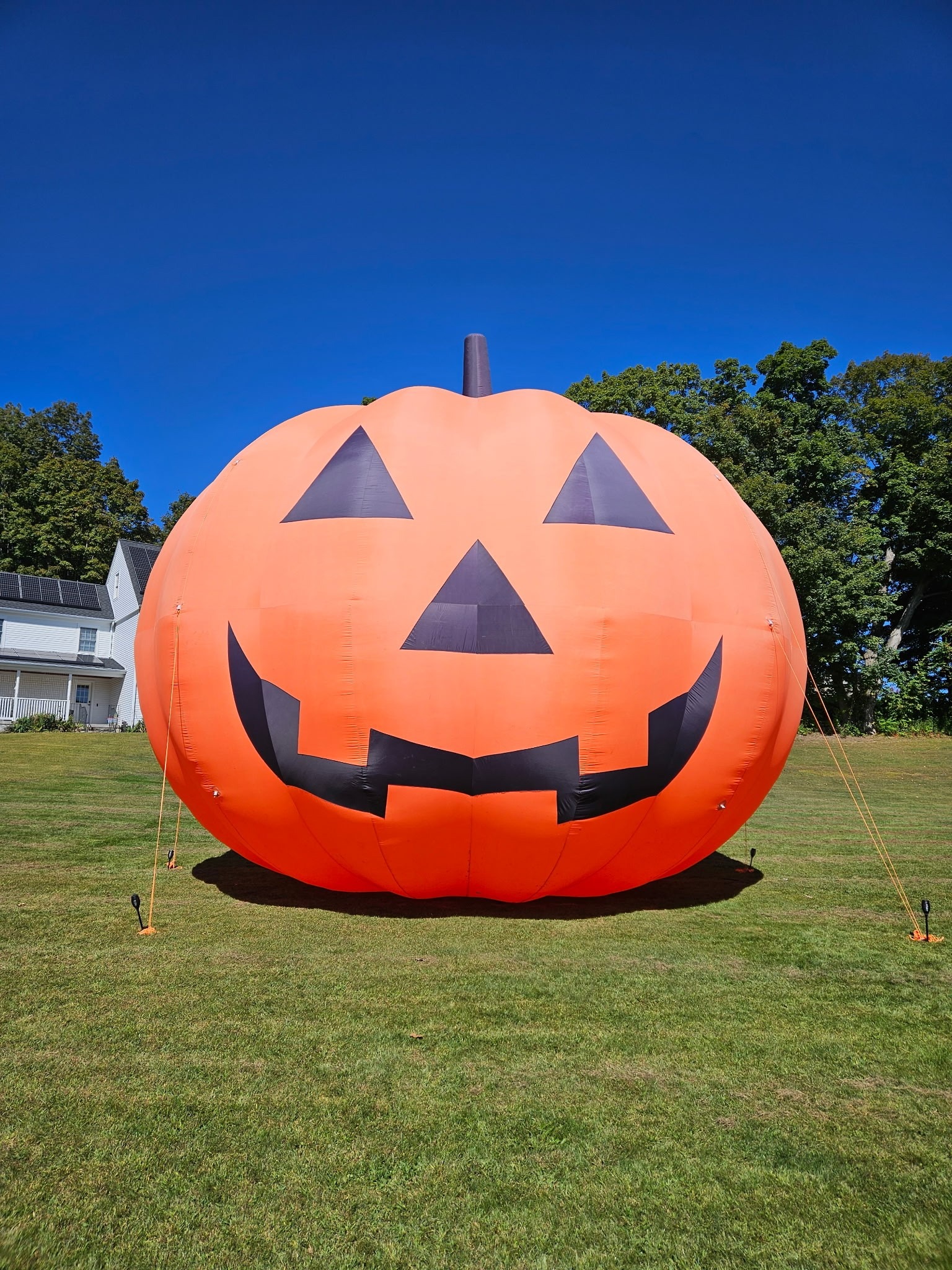 The Great Tolland Pumpkin Helps Tolland Pound campaign photo, 2 of 5