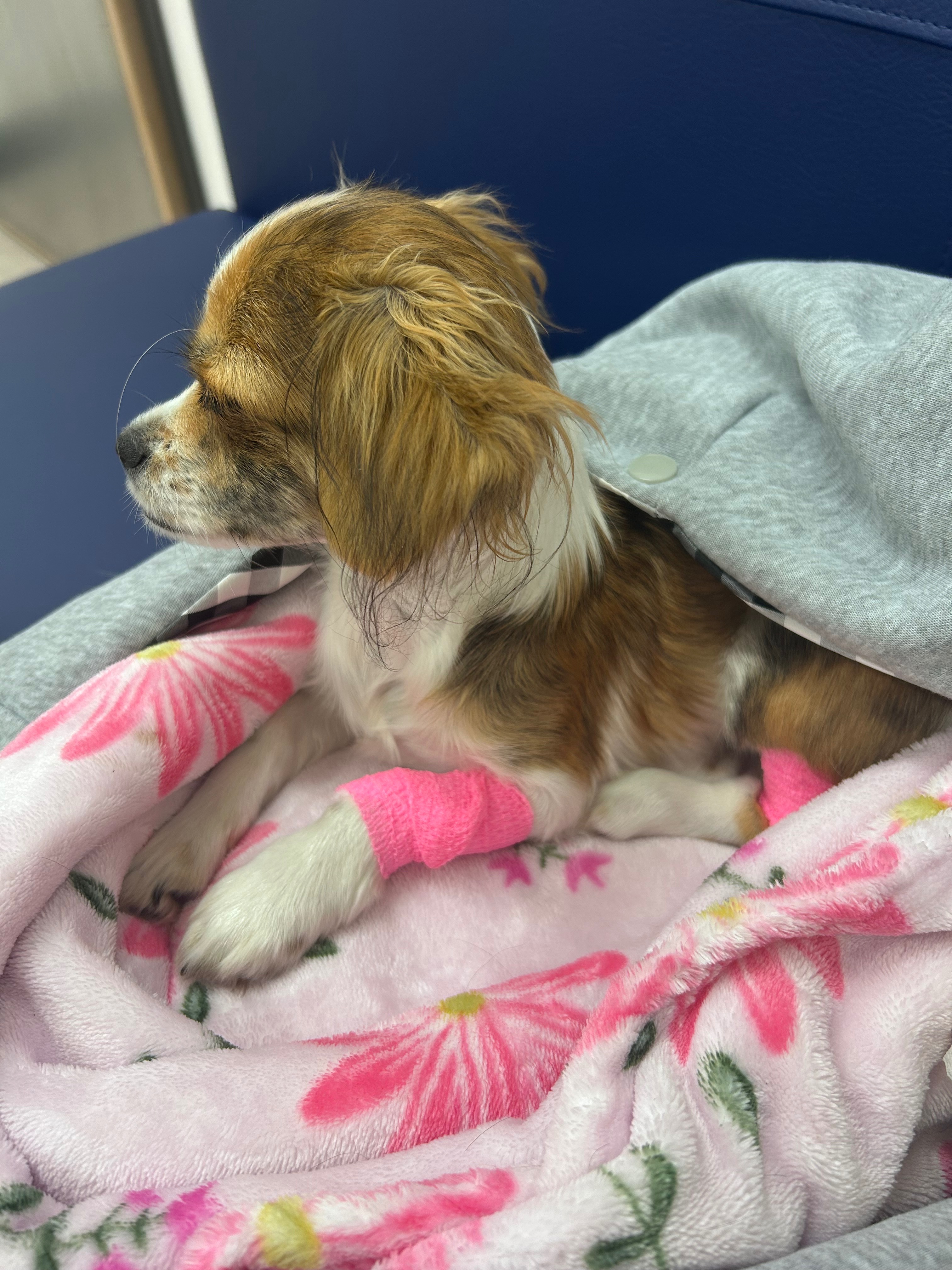Support little Frankie's Fight for a Full Recovery campaign photo, 5 of 6