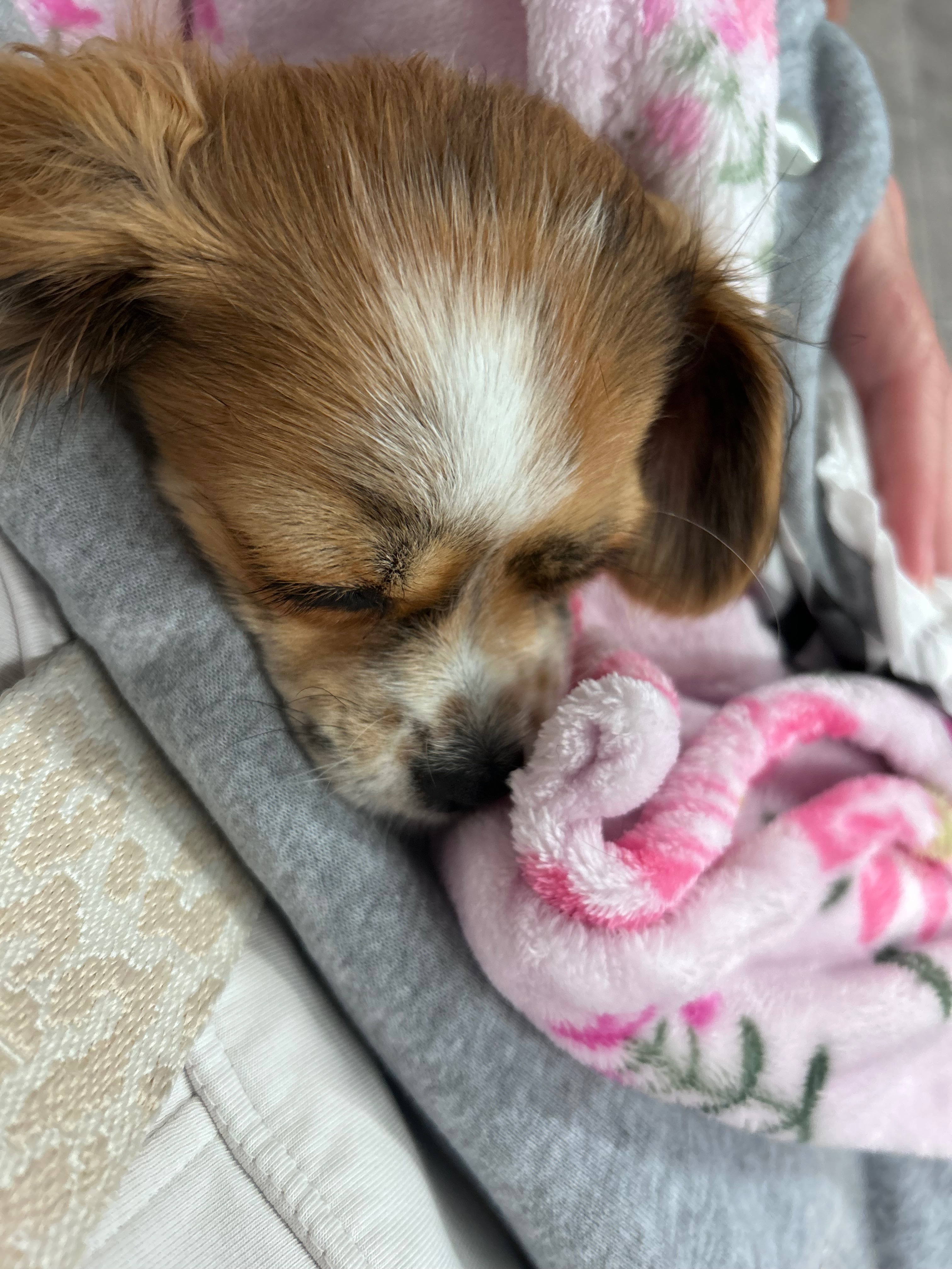 Support little Frankie's Fight for a Full Recovery campaign photo, 2 of 6