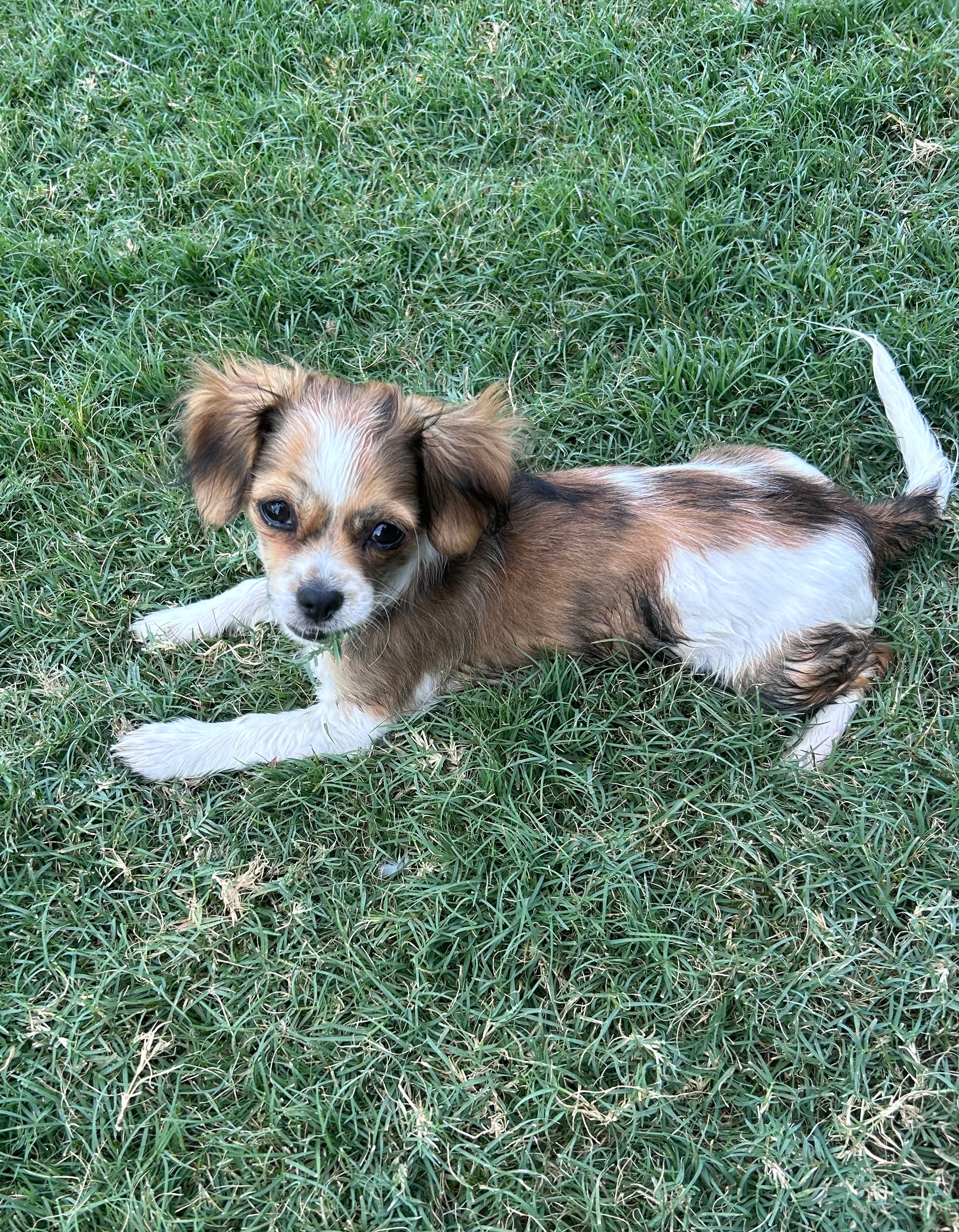 Support little Frankie's Fight for a Full Recovery campaign photo, 4 of 6