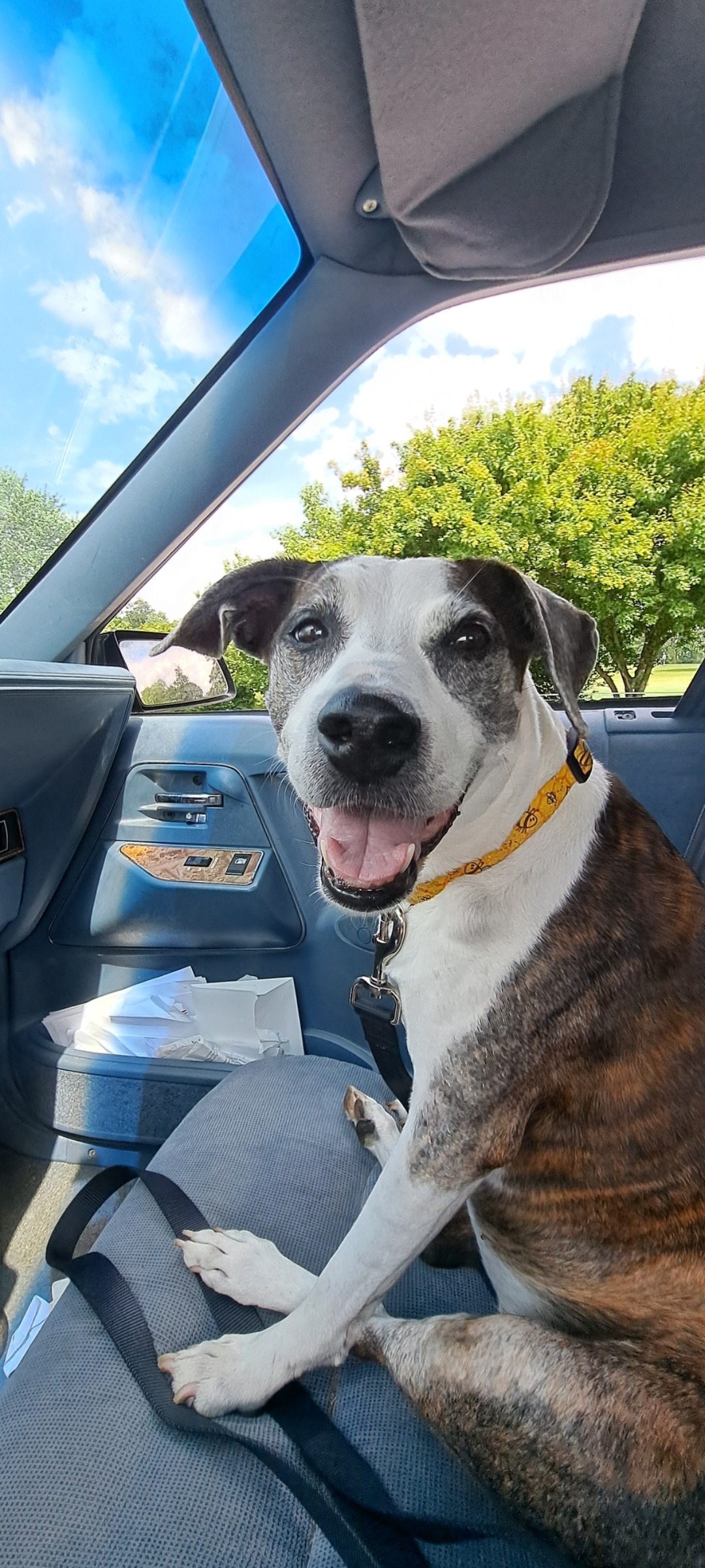 Help Dasher Beat Cancer: Support Her Treatment campaign photo, 7 of 7