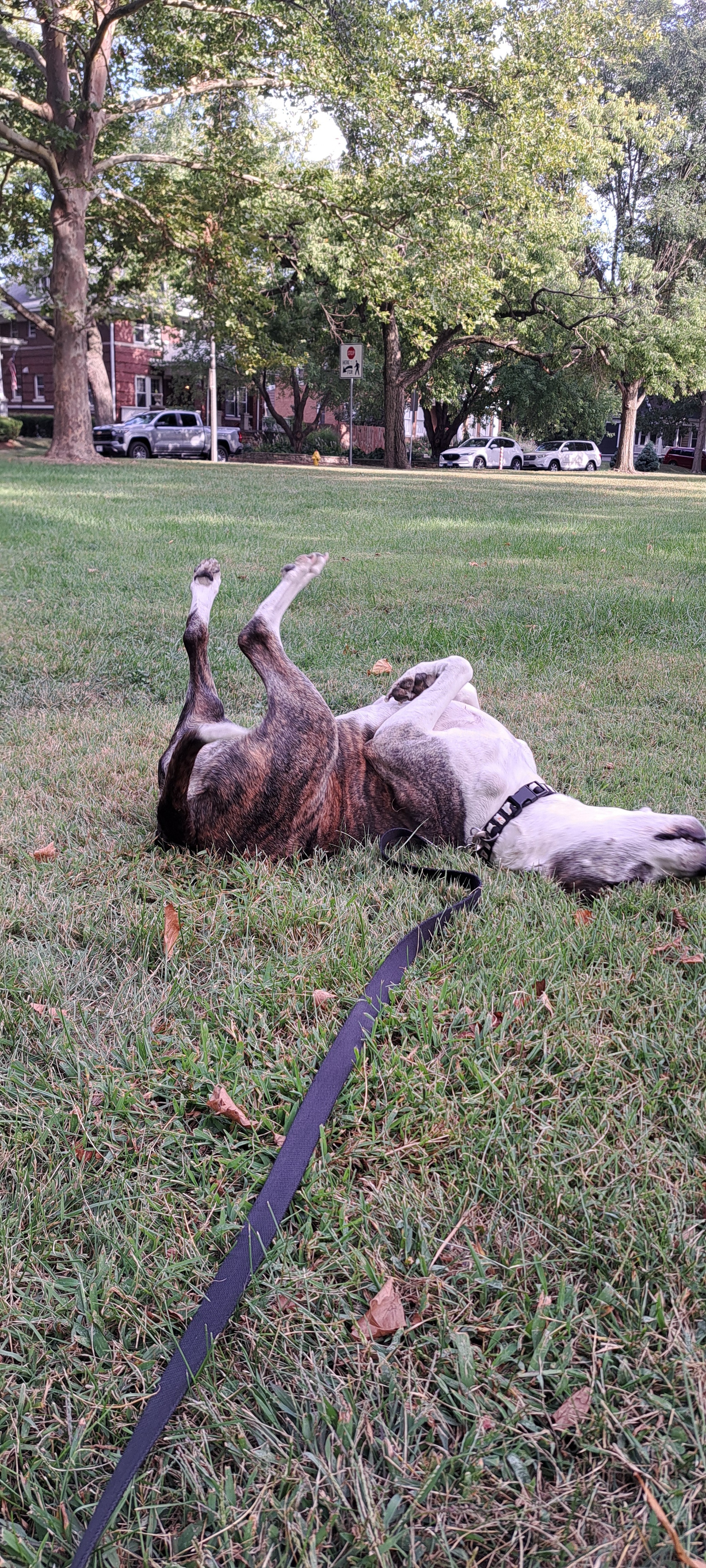 Help Dasher Beat Cancer: Support Her Treatment campaign photo, 4 of 7