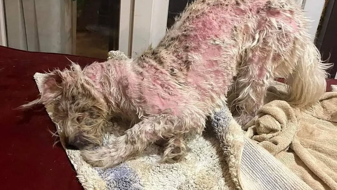 Help Save Our Dog Cruciate Surgery Needed photo