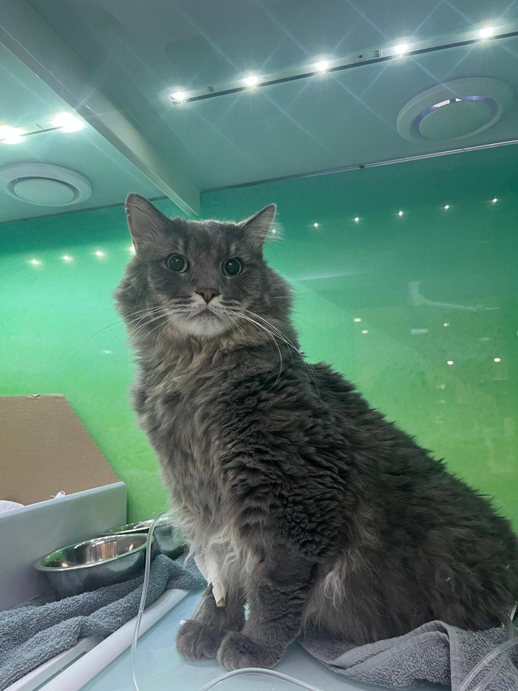 Frosty the Maine Coon campaign photo, 6 of 7