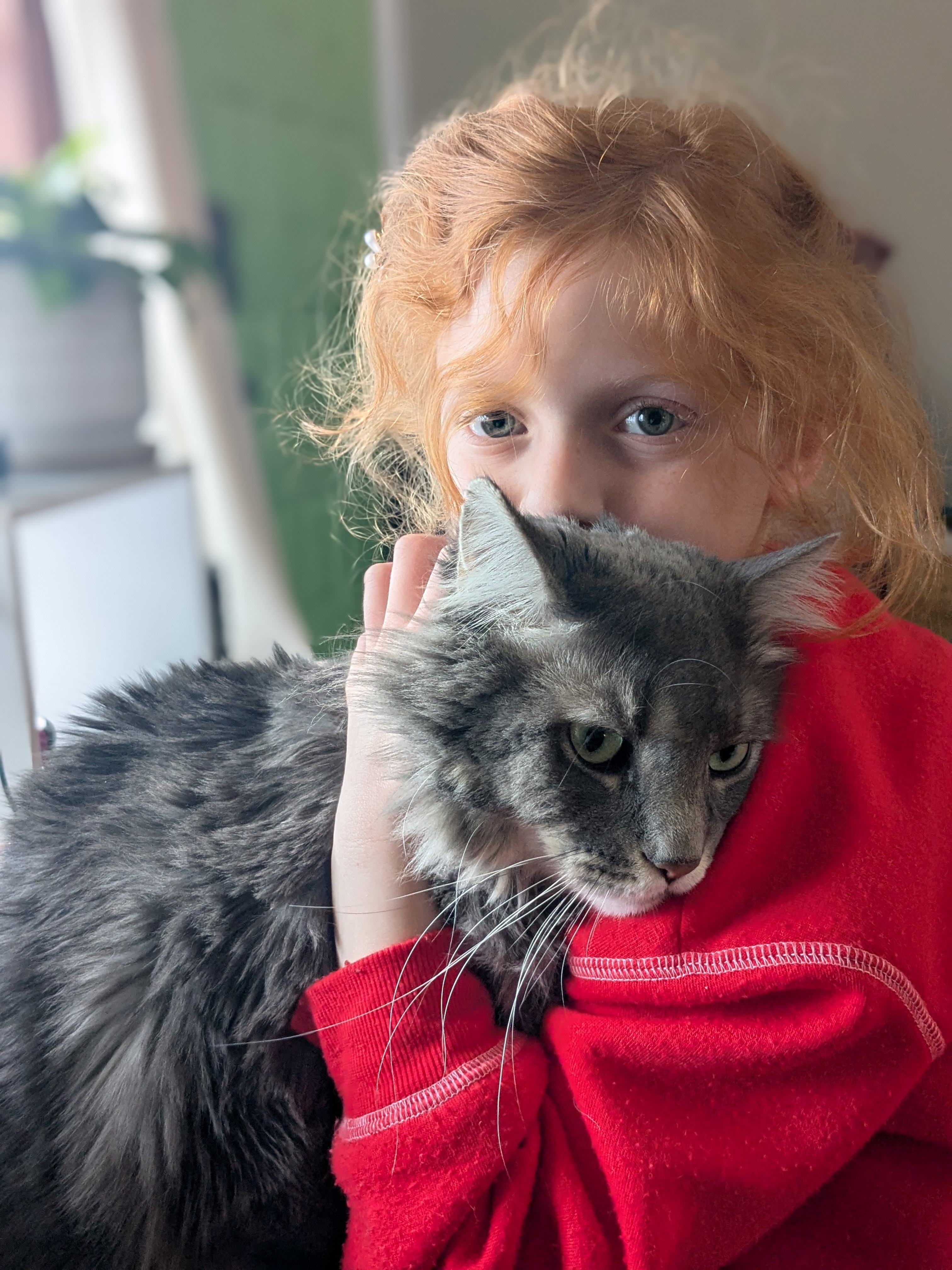 Frosty the Maine Coon campaign photo, 4 of 7