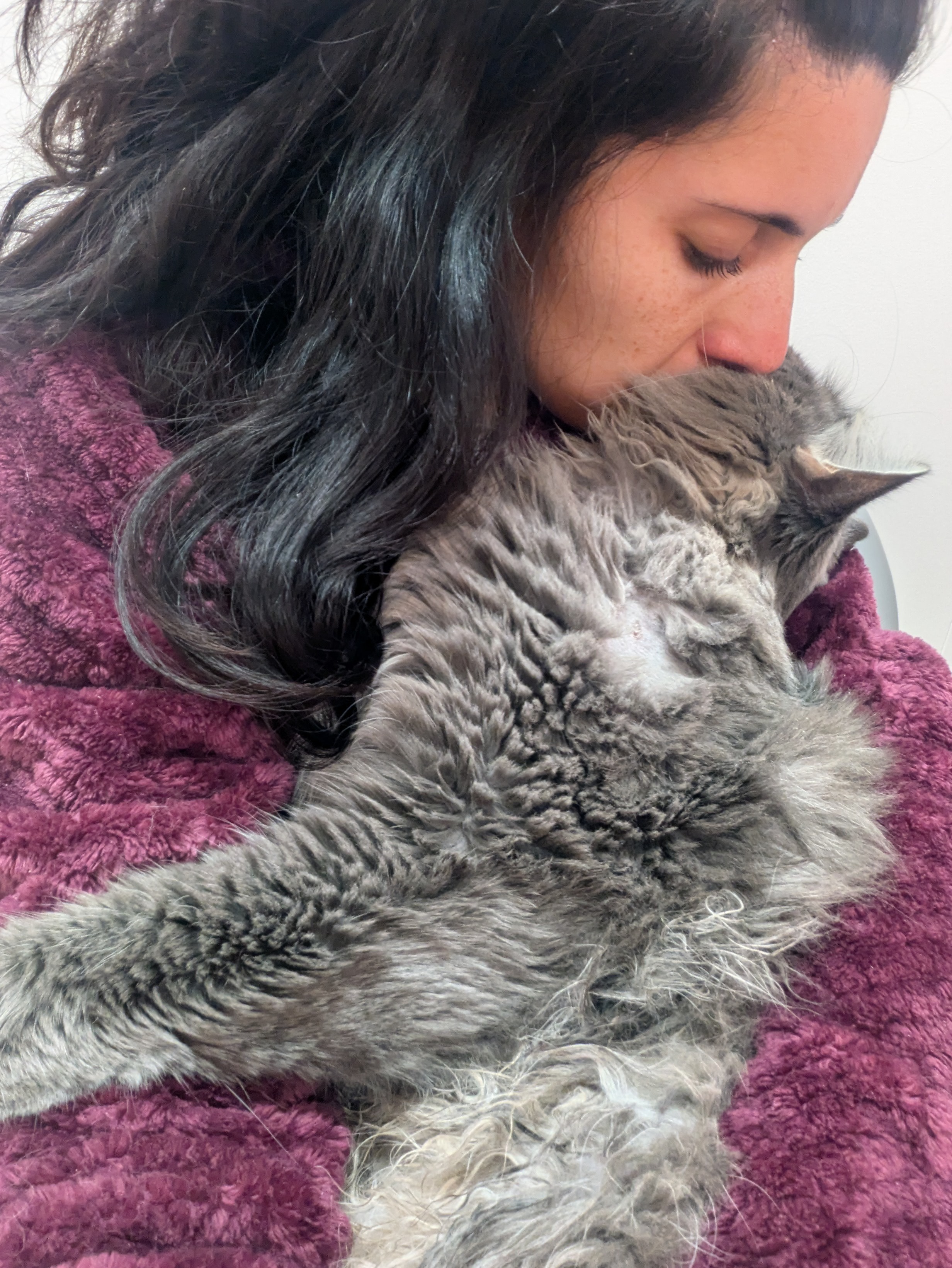 Frosty the Maine Coon campaign photo, 5 of 7