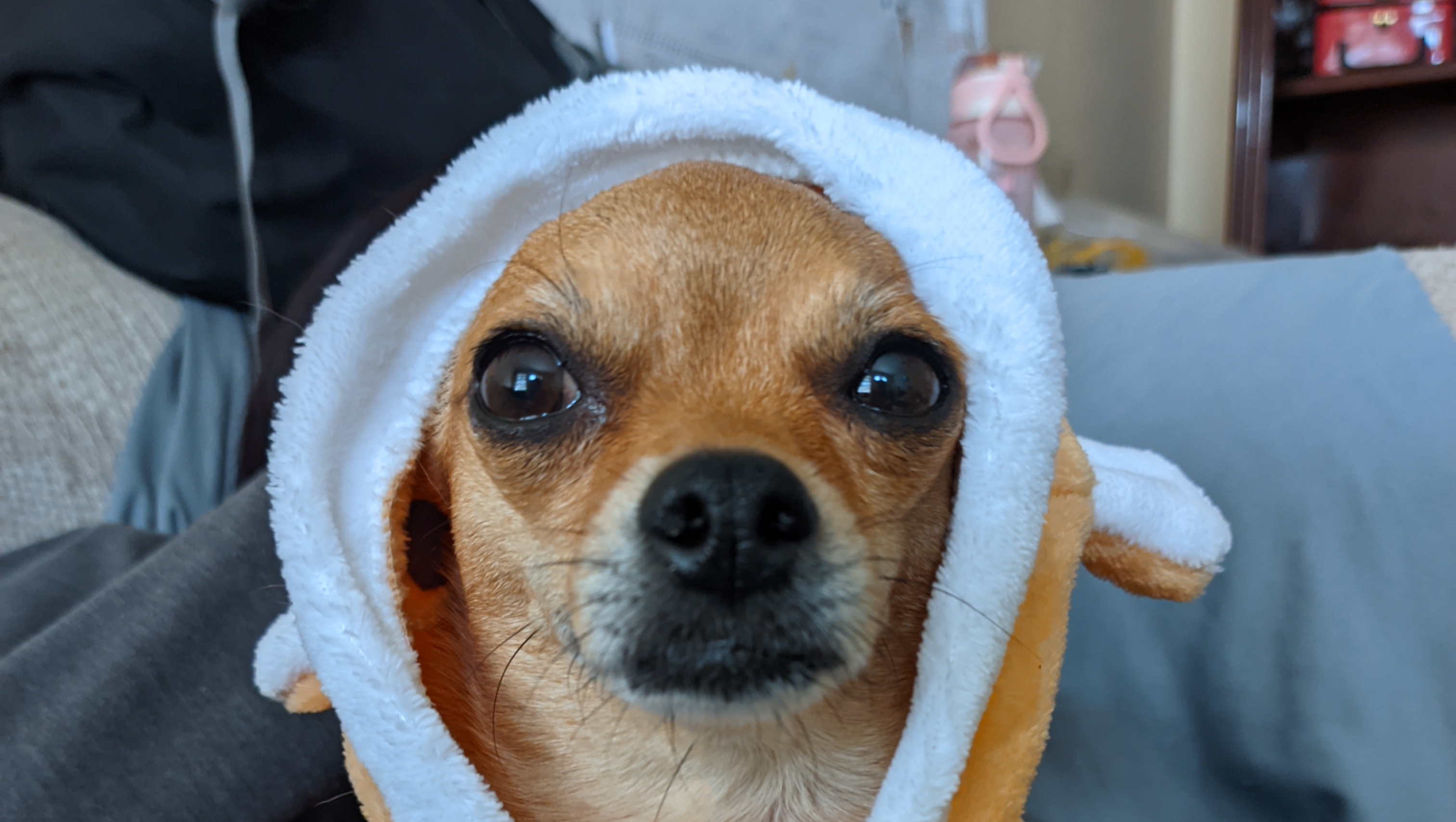 Bombón needs your help: Join her fight against cancer photo