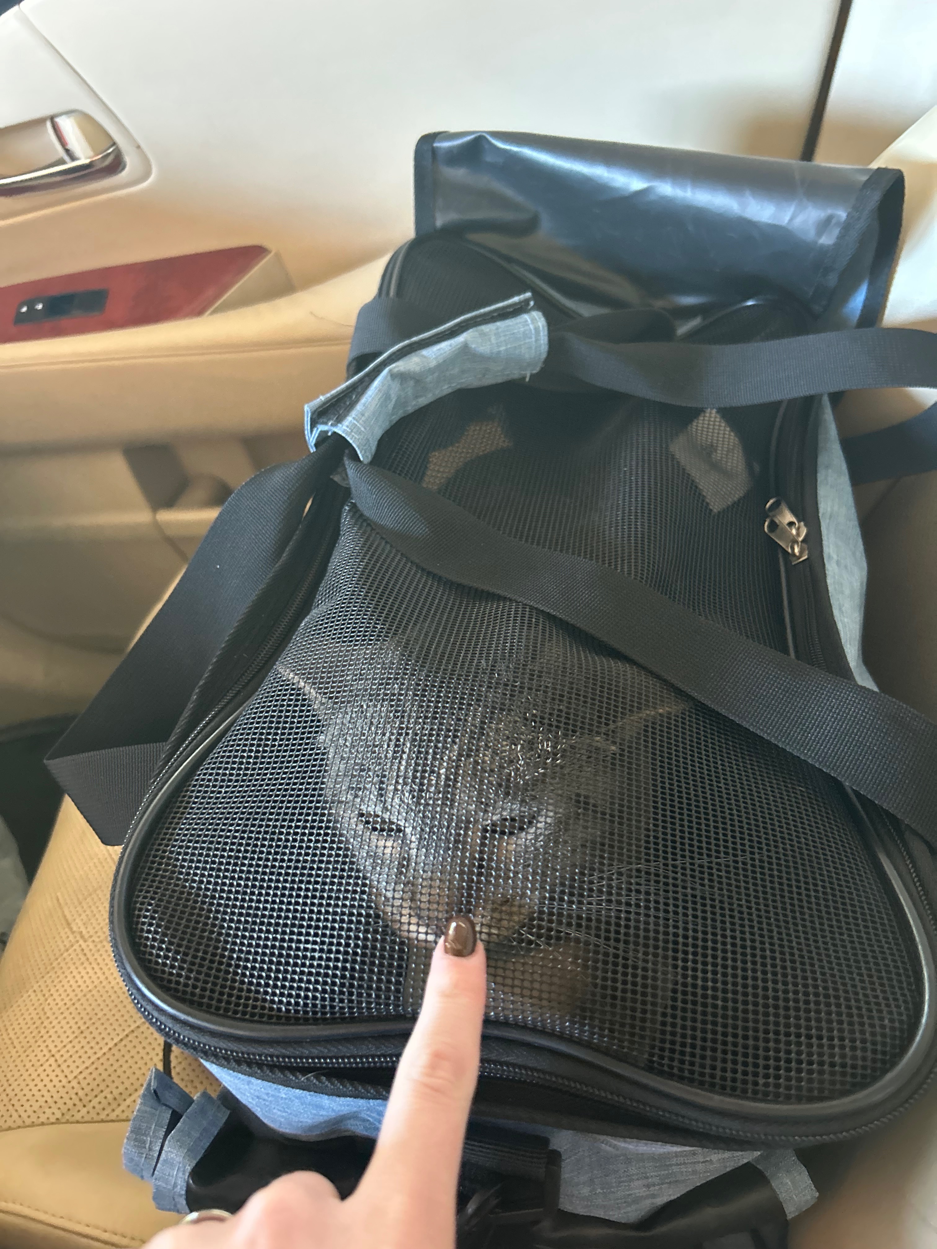 Help My Willow Heal from Stomatitis campaign photo, 4 of 6