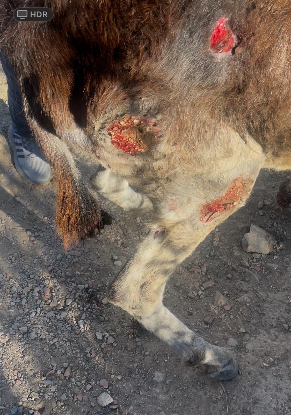 Rescue Badr: Restore a Neglected Donkey's Health and Joy campaign photo, 7 of 8