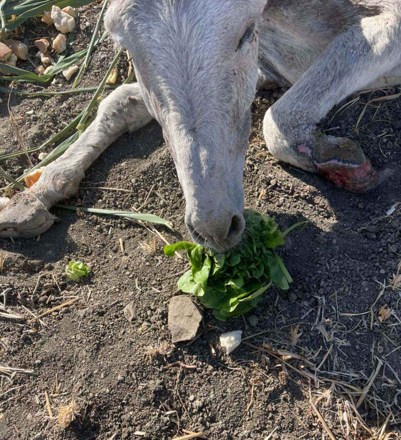 Rescue Badr: Restore a Neglected Donkey's Health and Joy campaign photo, 4 of 8