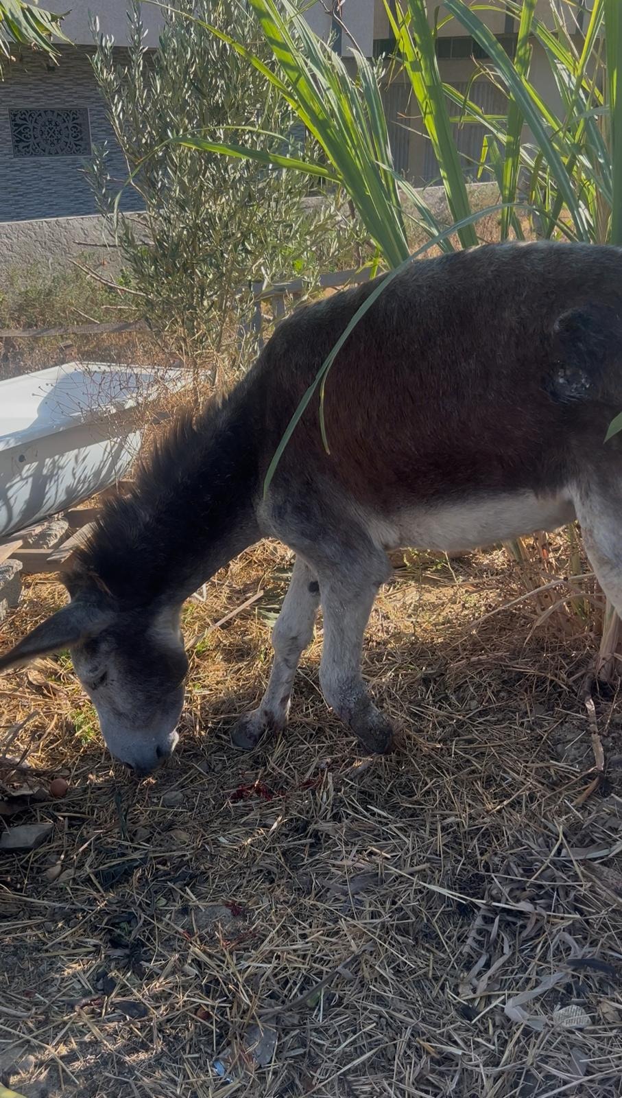 Rescue Badr: Restore a Neglected Donkey's Health and Joy campaign photo, 5 of 8