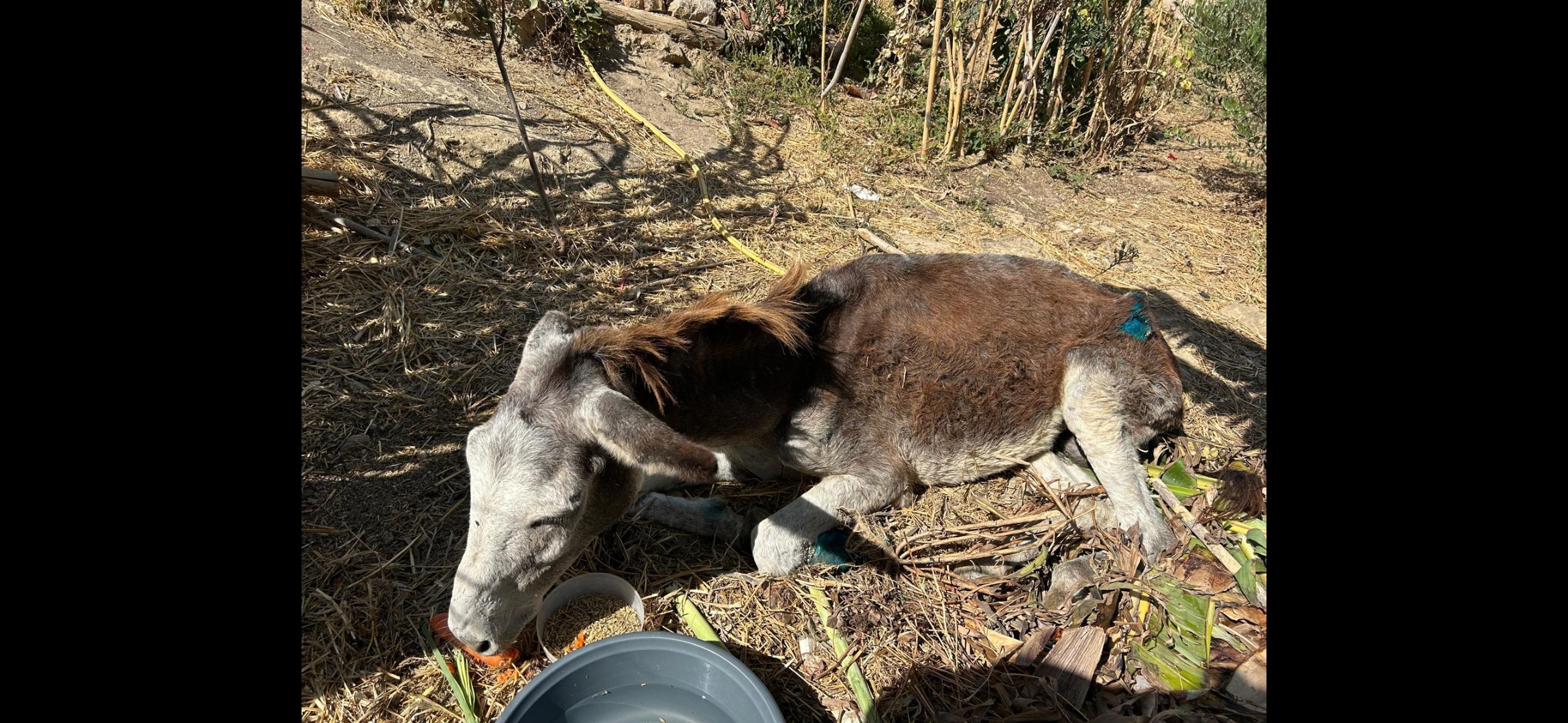 Rescue Badr: Restore a Neglected Donkey's Health and Joy campaign photo, 6 of 8