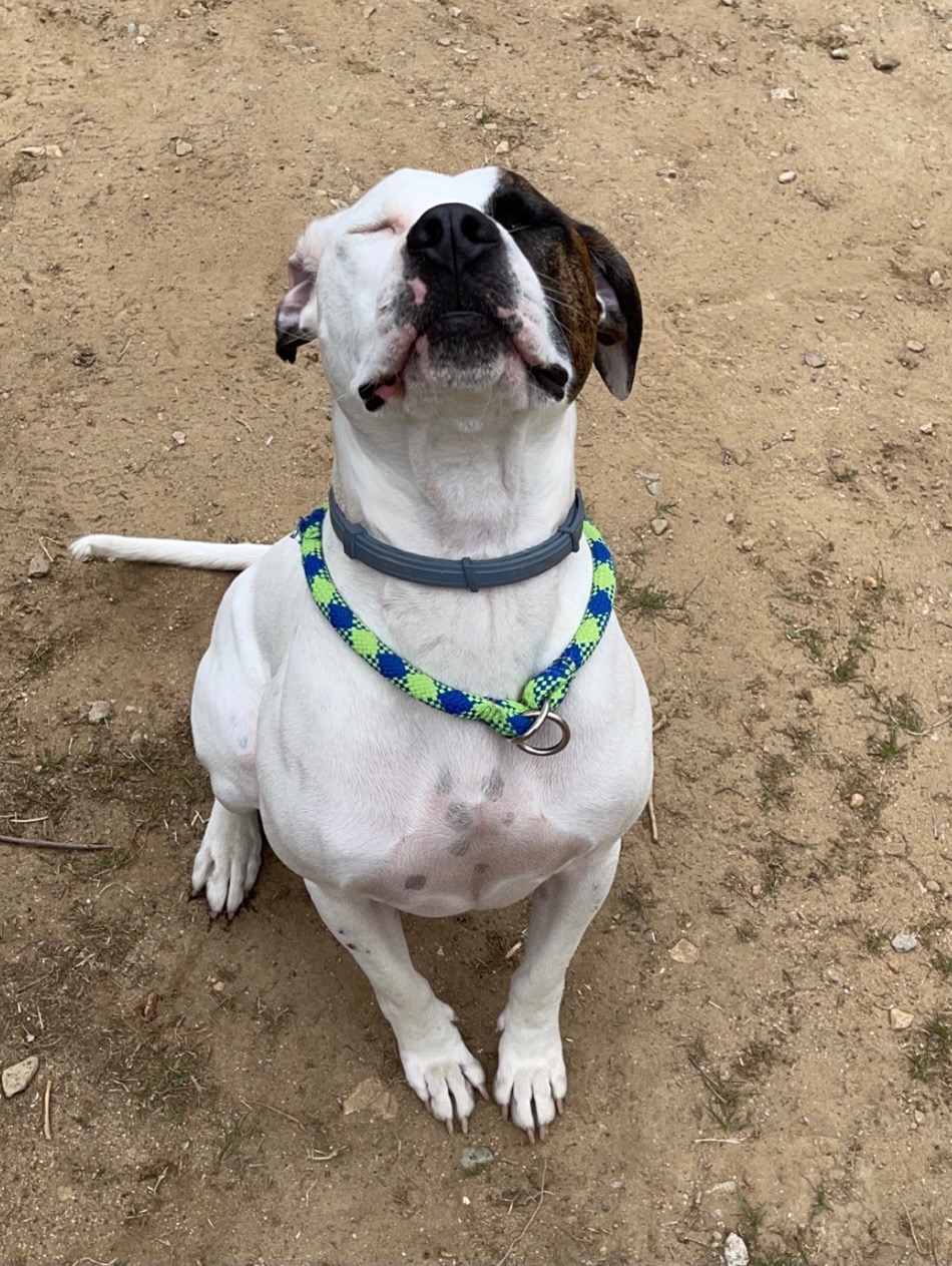 Support Trooper's Emergency Vet Bills campaign photo, 2 of 5
