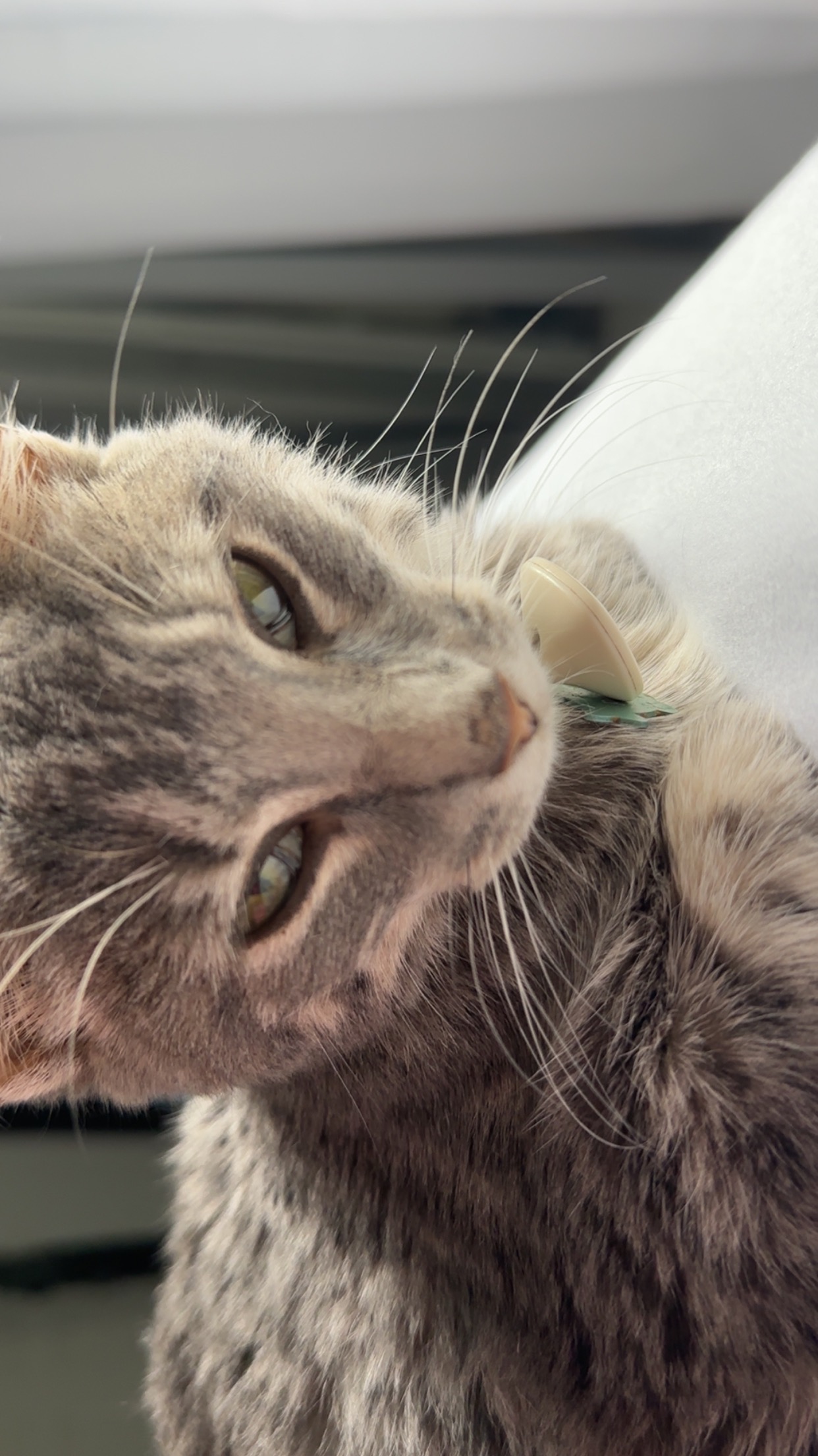 Support Paris’s FIP Treatment campaign photo, 6 of 8