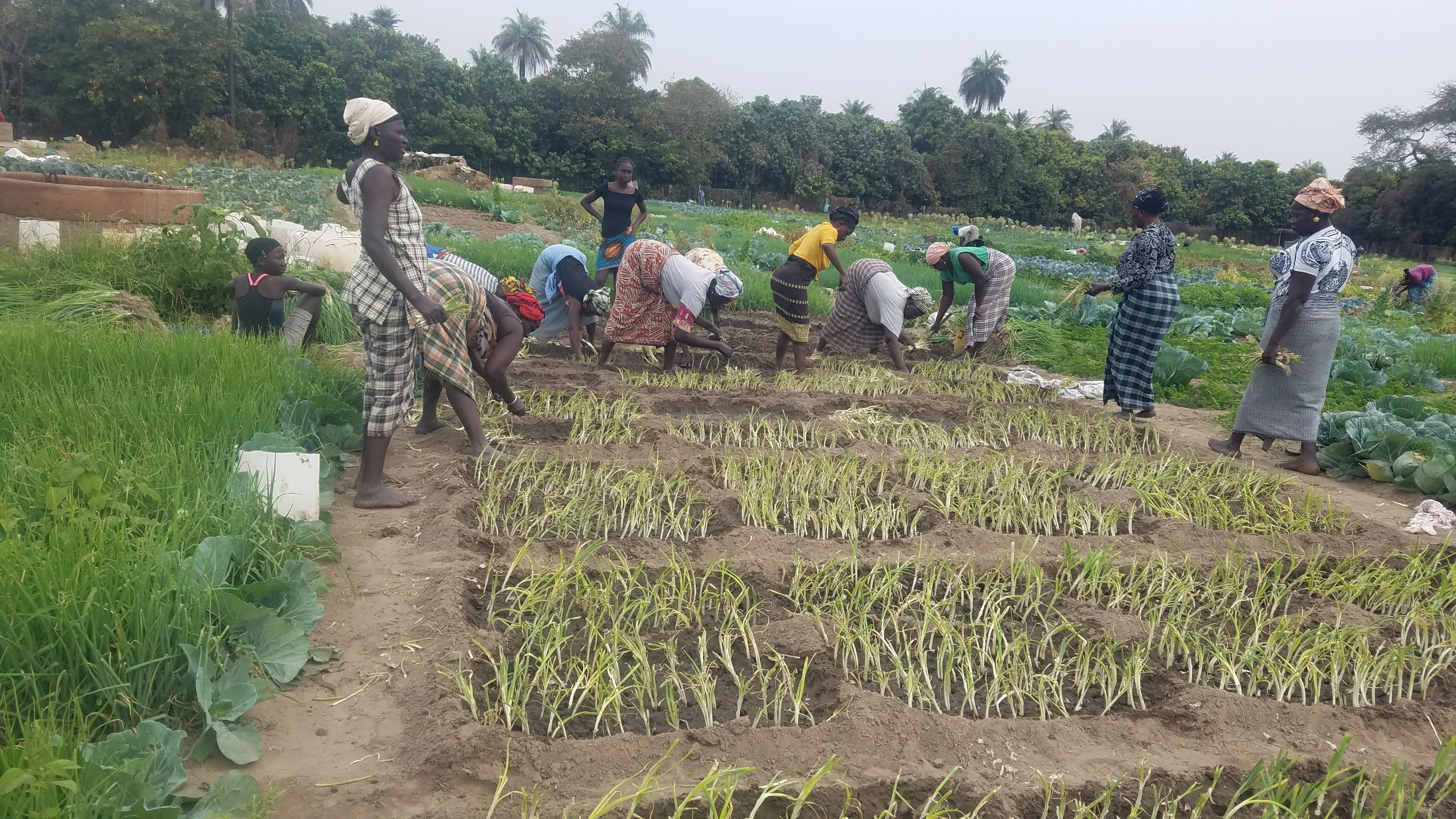 Support Women Vegetable Garden Cultivation in Gambia campaign photo, 2 of 5