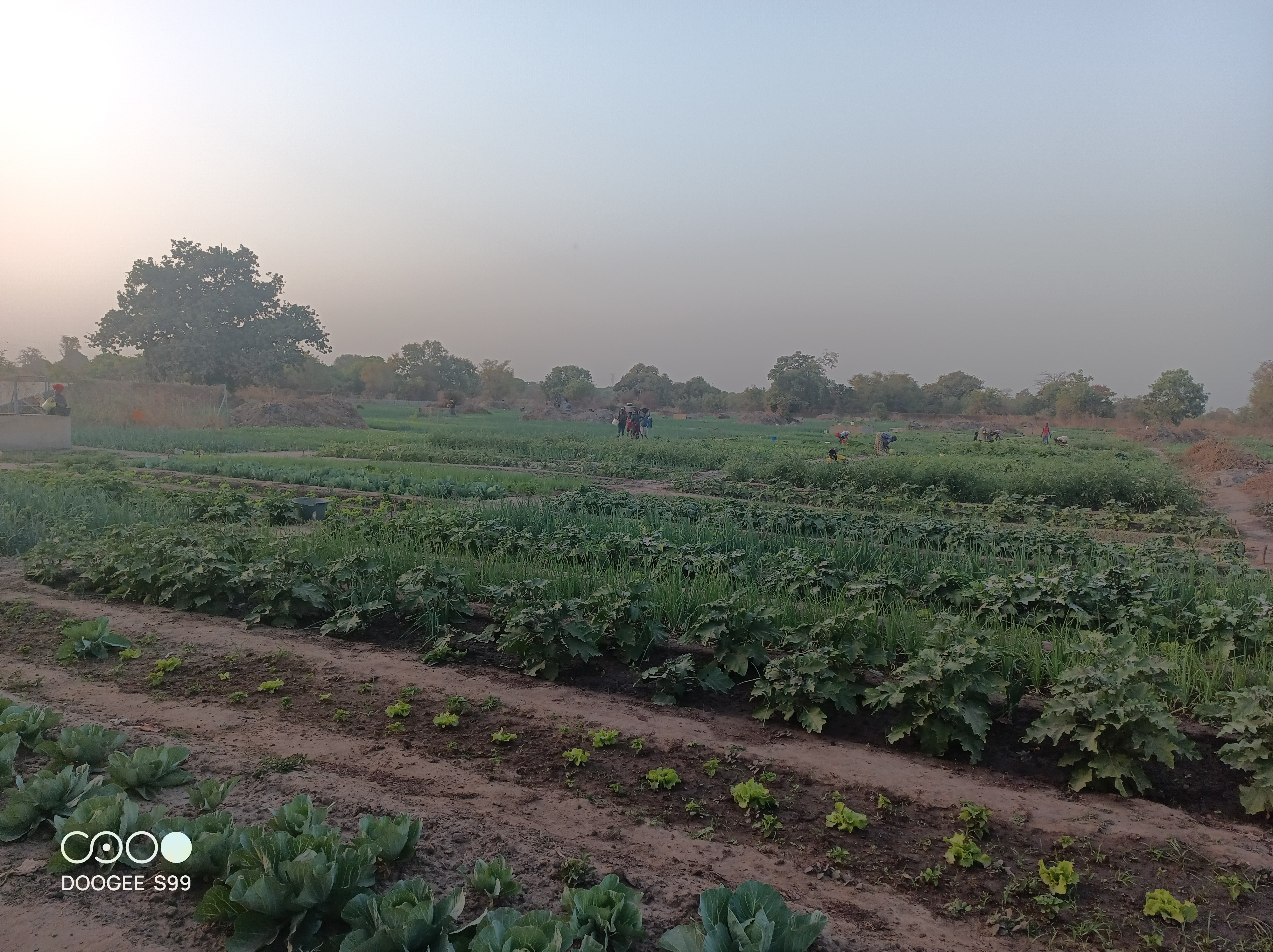 Support Women Vegetable Garden Cultivation in Gambia campaign photo, 4 of 5