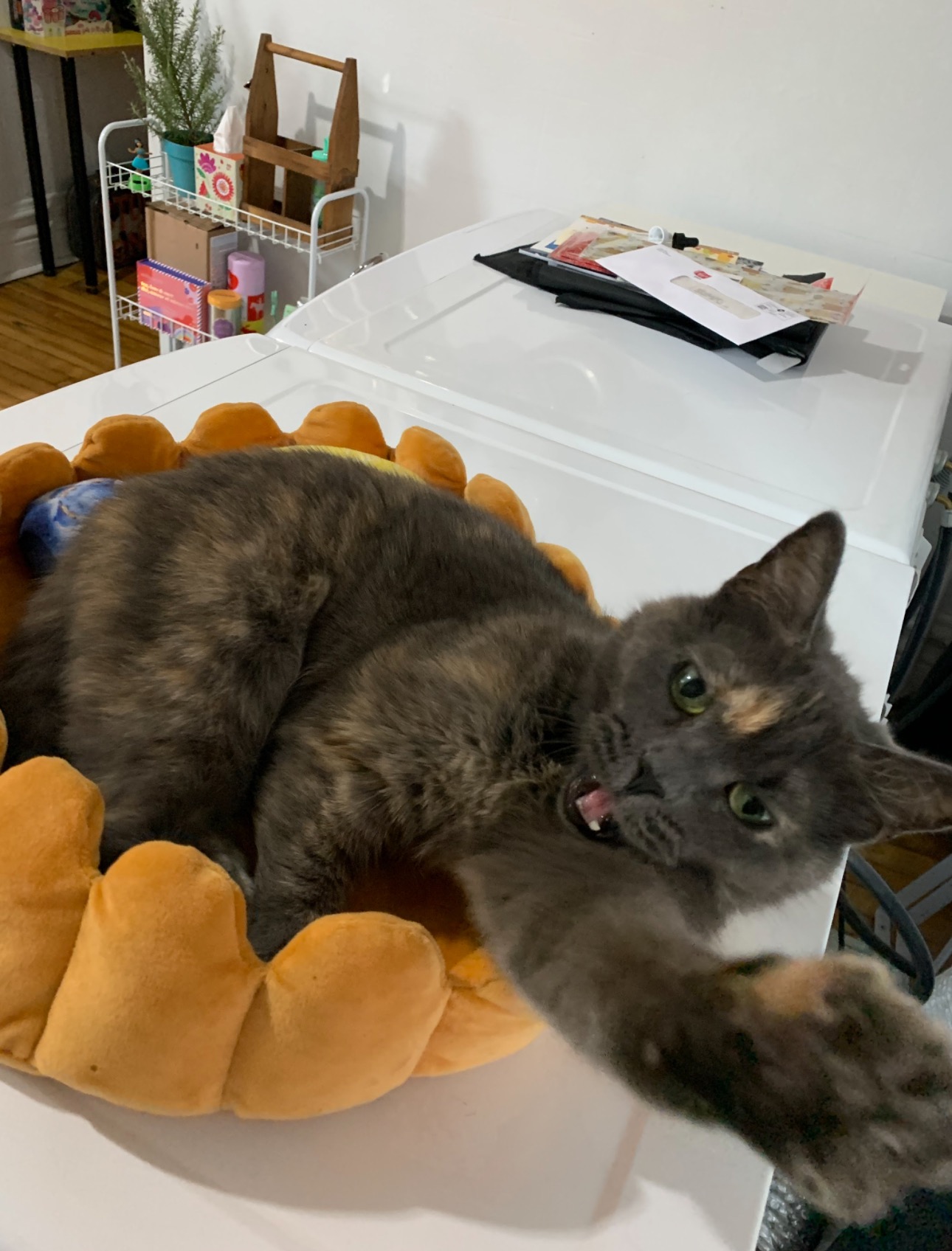 Help Us Save Igor — Beloved Cat Needs Urgent Vet Care campaign photo, 7 of 8