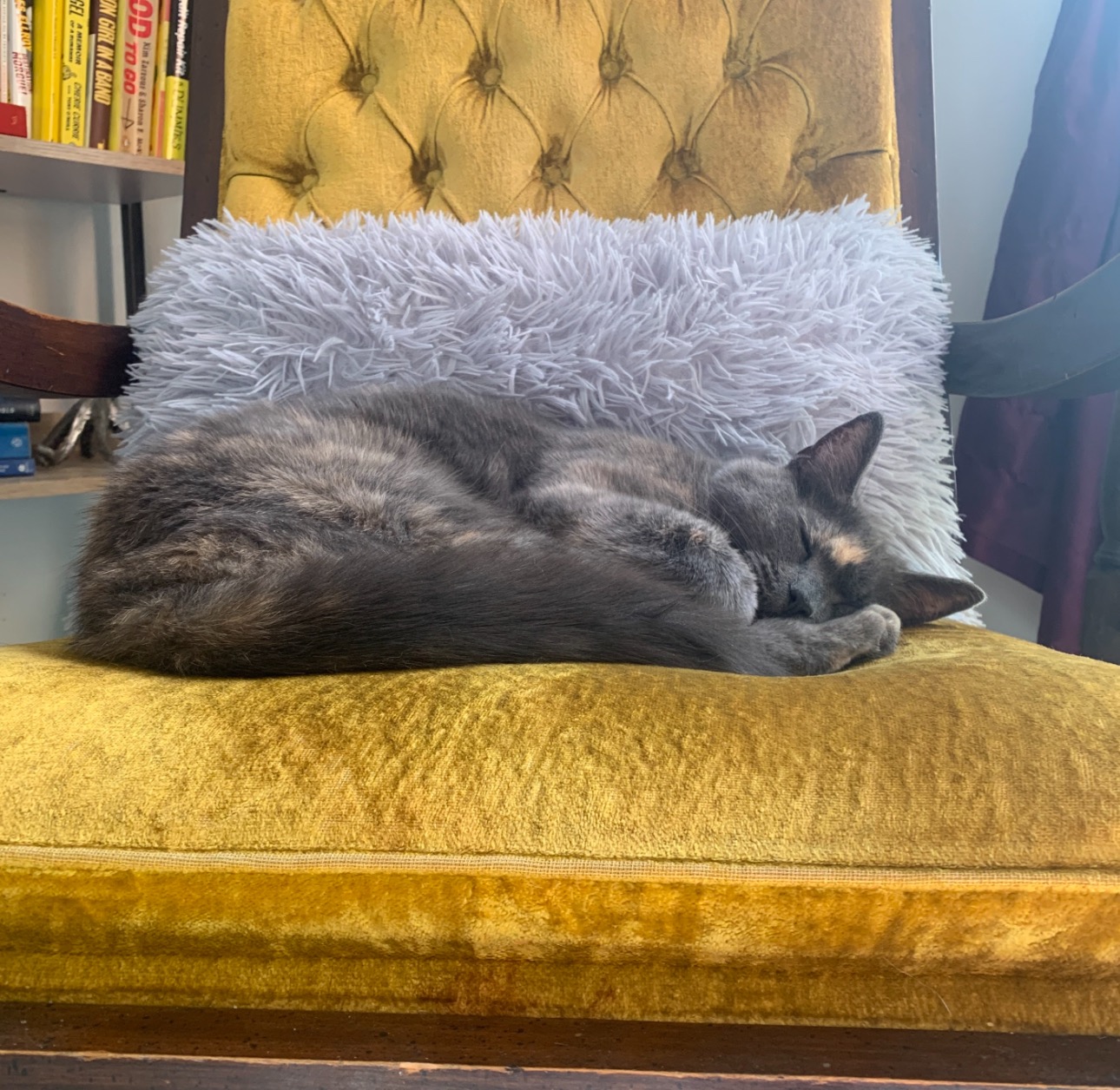 Help Us Save Igor — Beloved Cat Needs Urgent Vet Care campaign photo, 2 of 8