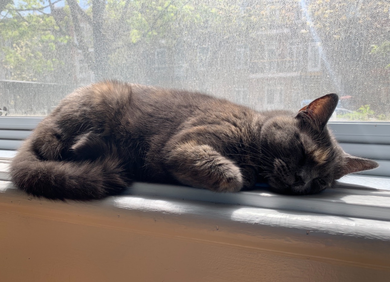 Help Us Save Igor — Beloved Cat Needs Urgent Vet Care campaign photo, 4 of 8
