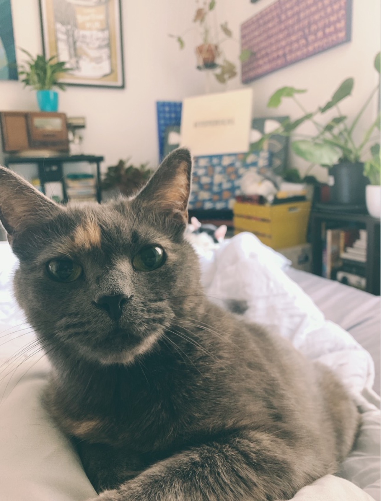 Help Us Save Igor — Beloved Cat Needs Urgent Vet Care campaign photo, 5 of 8