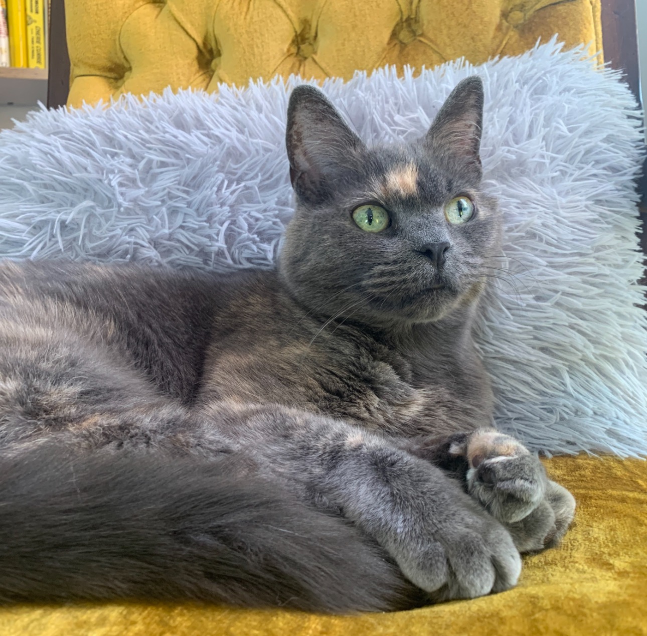 Help Us Save Igor — Beloved Cat Needs Urgent Vet Care campaign photo, 6 of 8