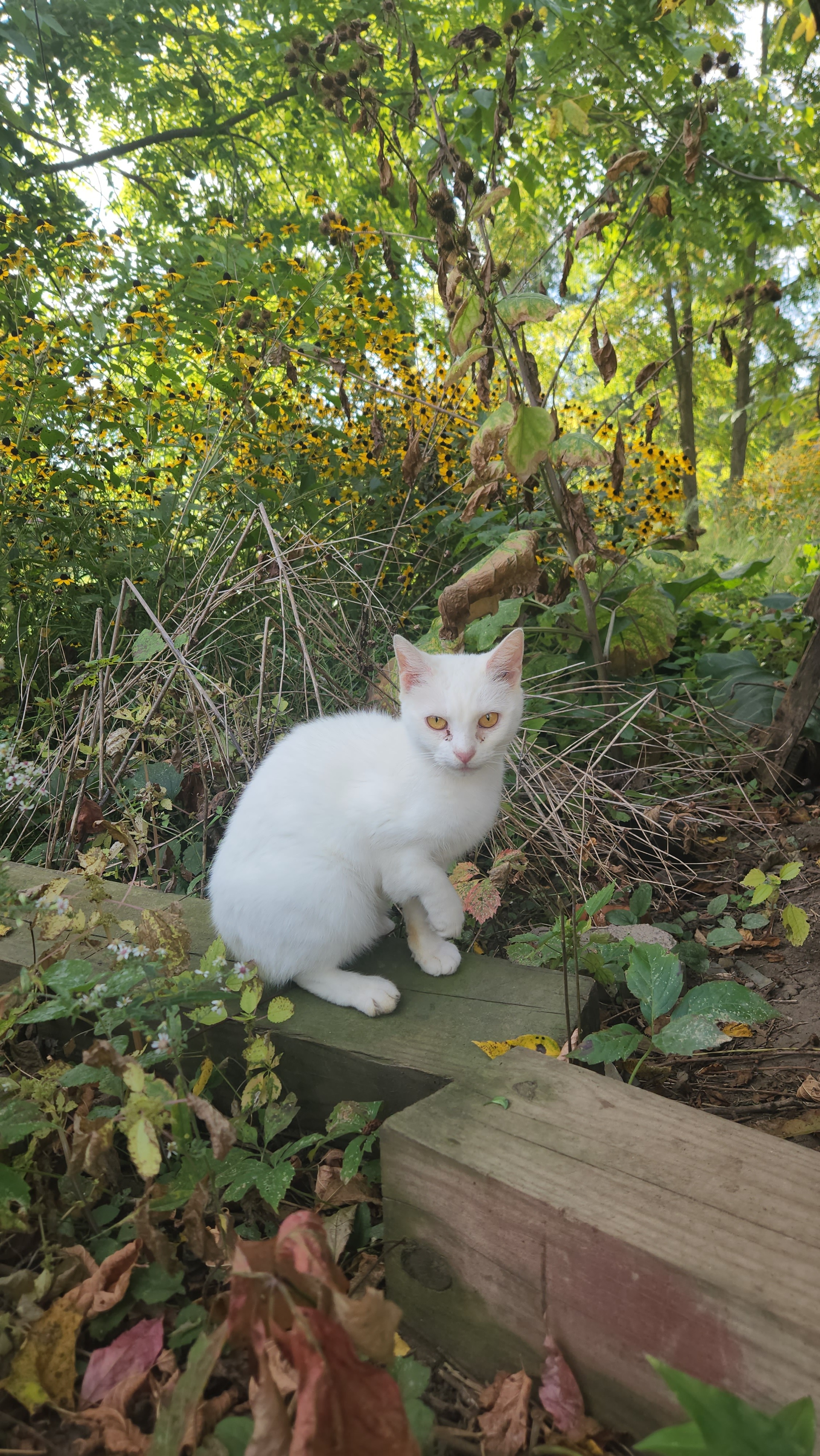 Donate to help this thrown away cat get a second chance. campaign photo, 2 of 4