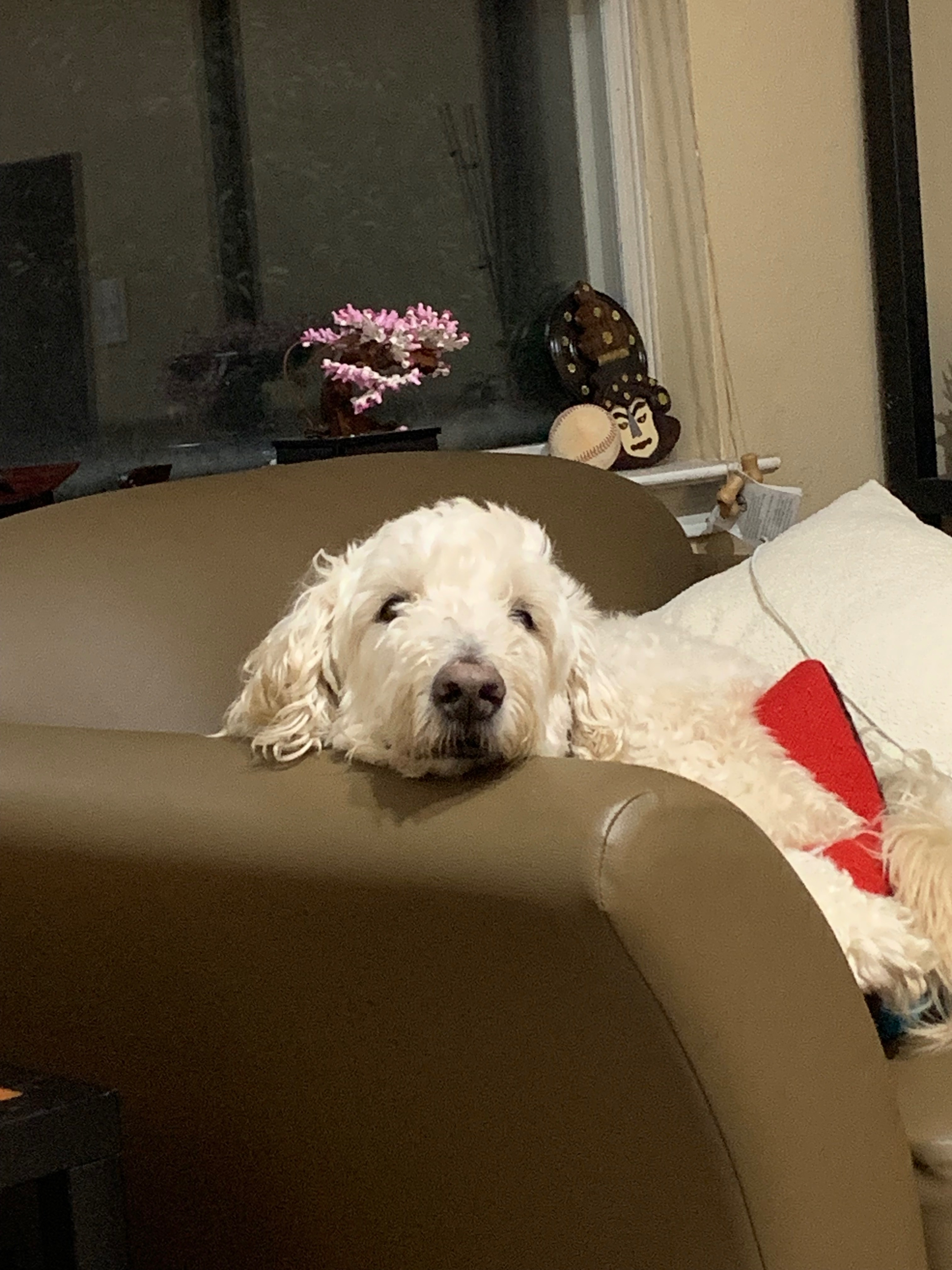 Help Indy Fight Lymphoma! Donate Now campaign photo, 7 of 8