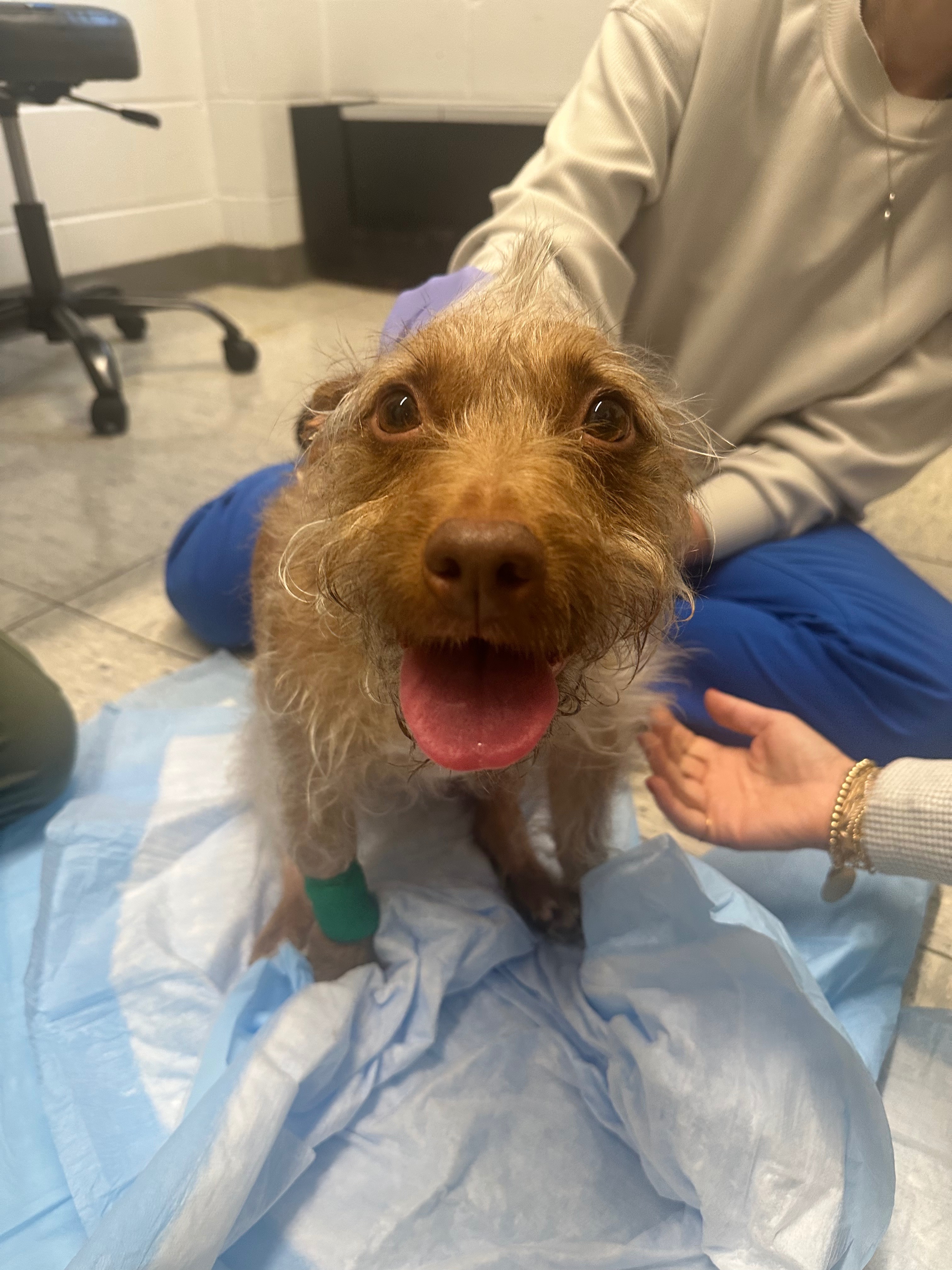 Help for Hilde Bean - Post Spinal Surgery Recovery campaign photo, 4 of 5