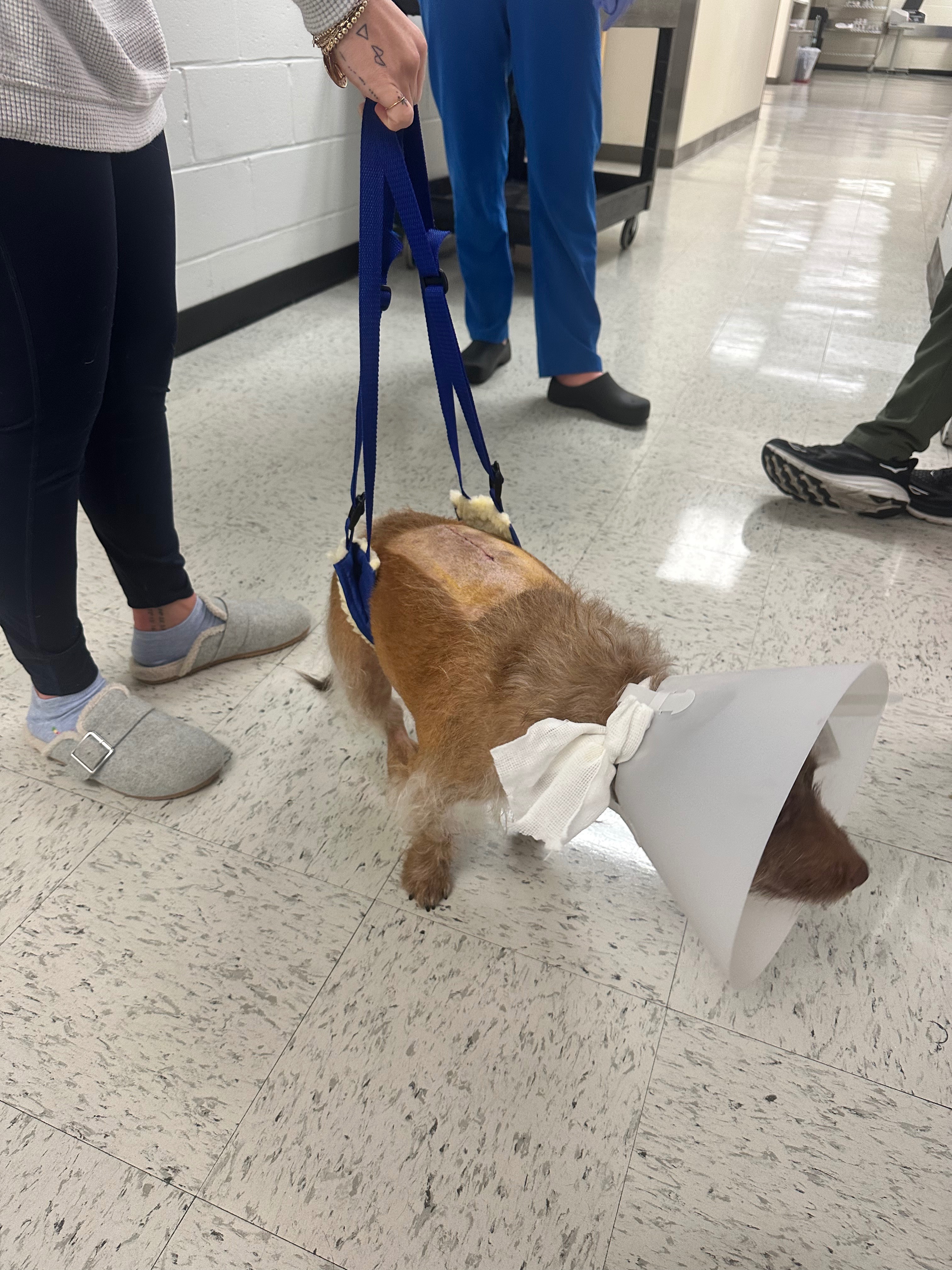 Help for Hilde Bean - Post Spinal Surgery Recovery campaign photo, 2 of 5