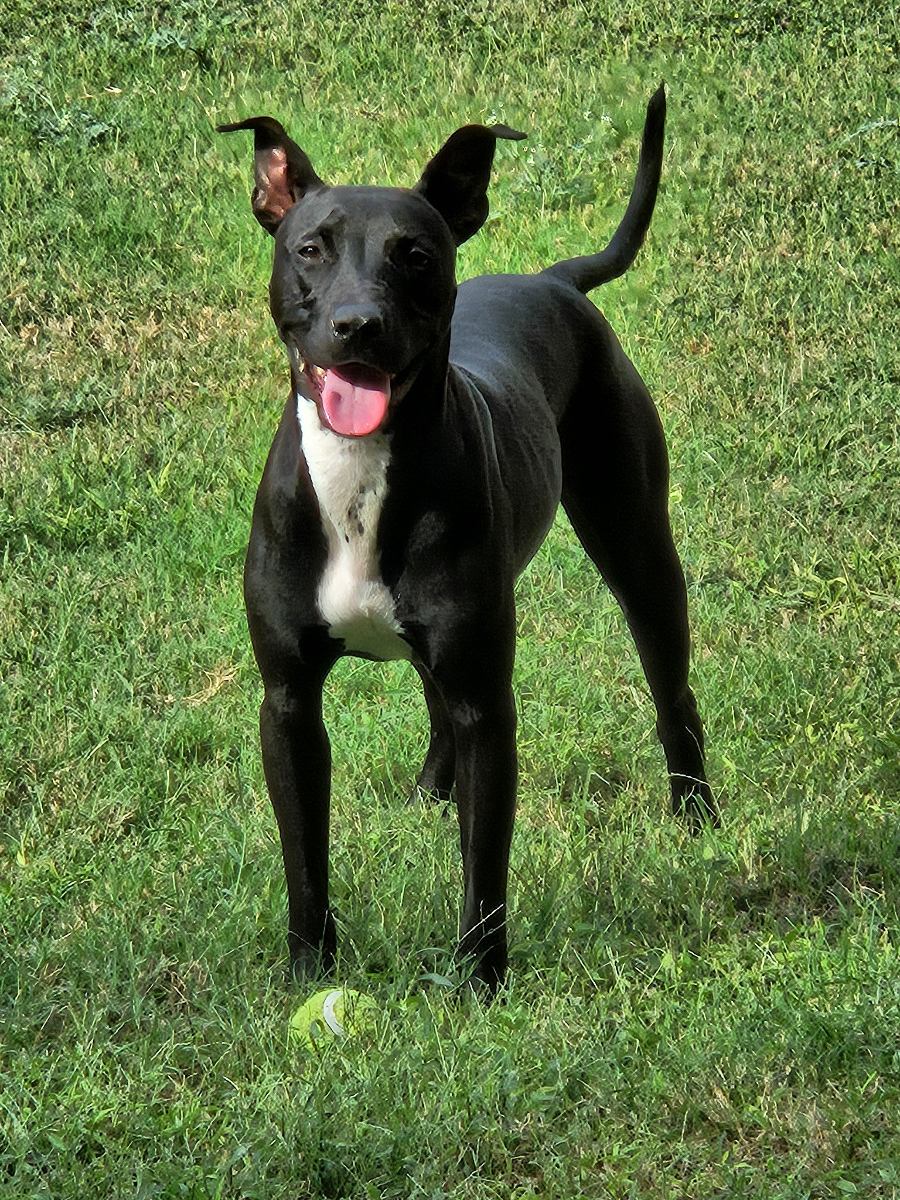 Save Lucy from euthanasia campaign photo, 2 of 8