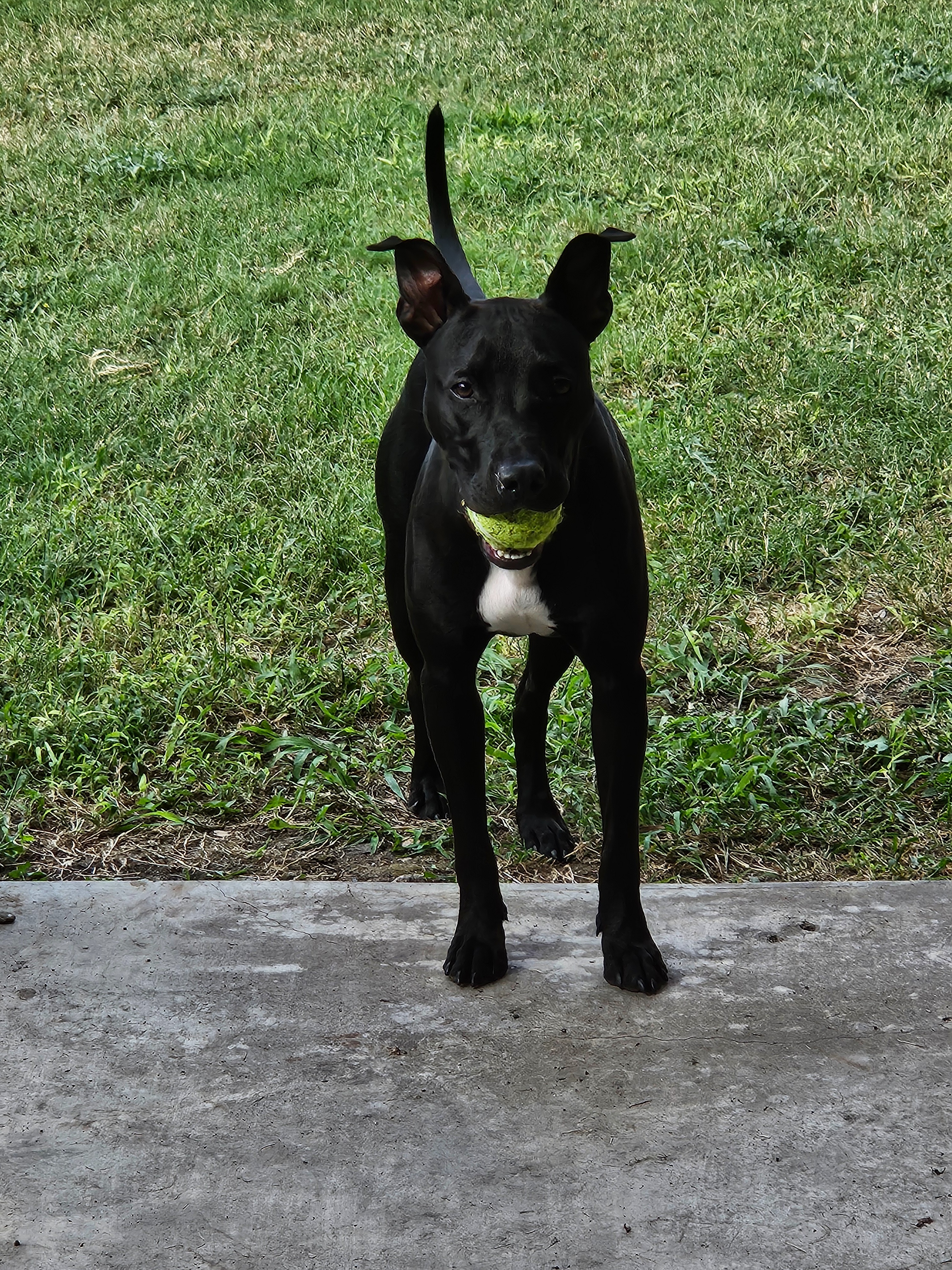 Save Lucy from euthanasia campaign photo, 7 of 8