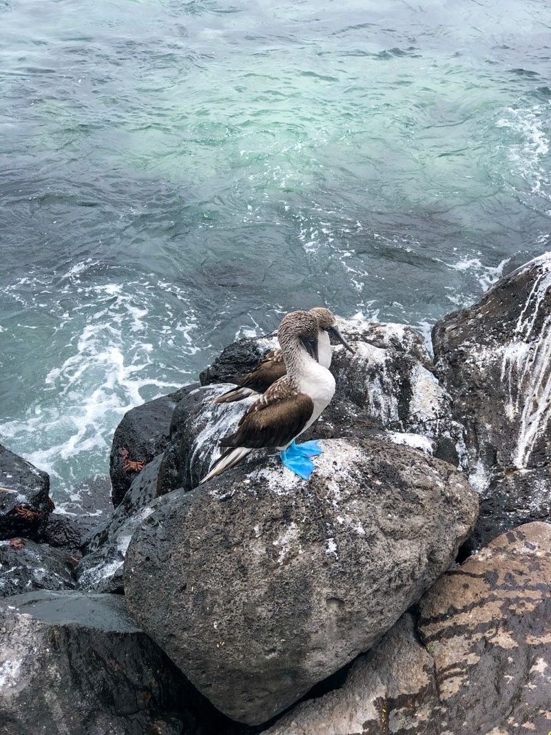 Protect the Galapagos with Me campaign photo, 5 of 6