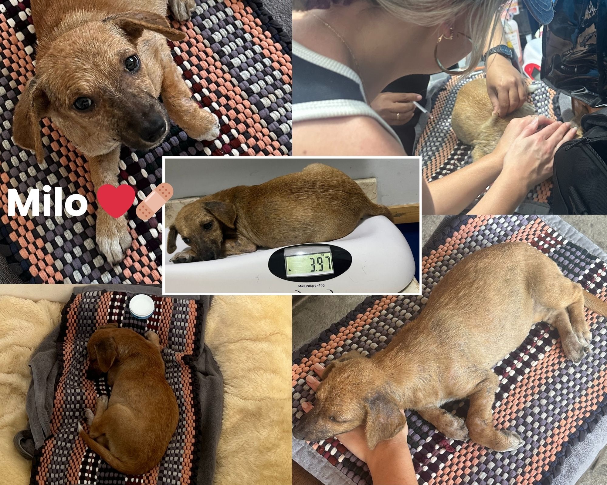 HELP BABY MILO WALK AGAIN (emergency surgery for puppy) campaign photo, 7 of 8