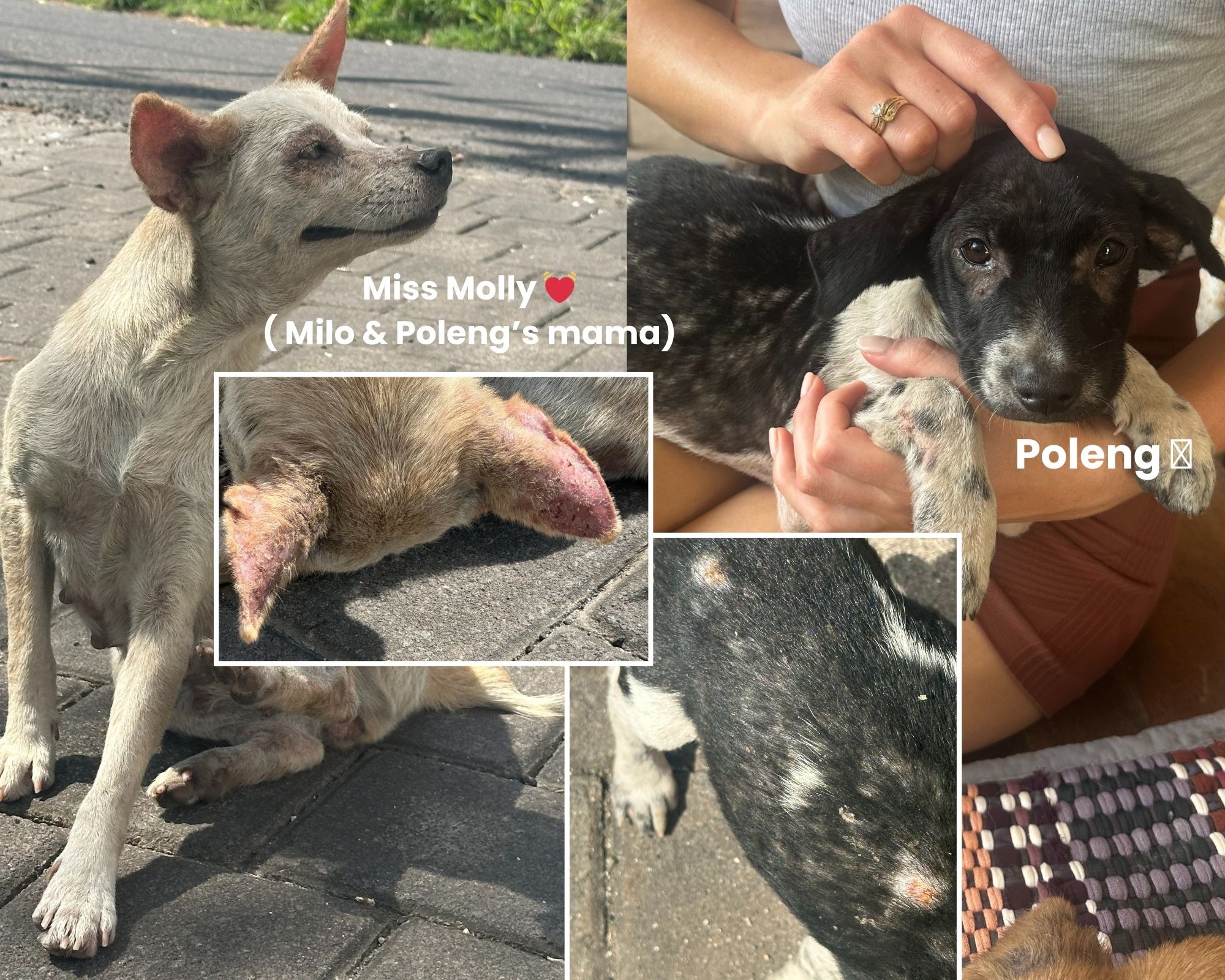 HELP BABY MILO WALK AGAIN (emergency surgery for puppy) campaign photo, 4 of 8