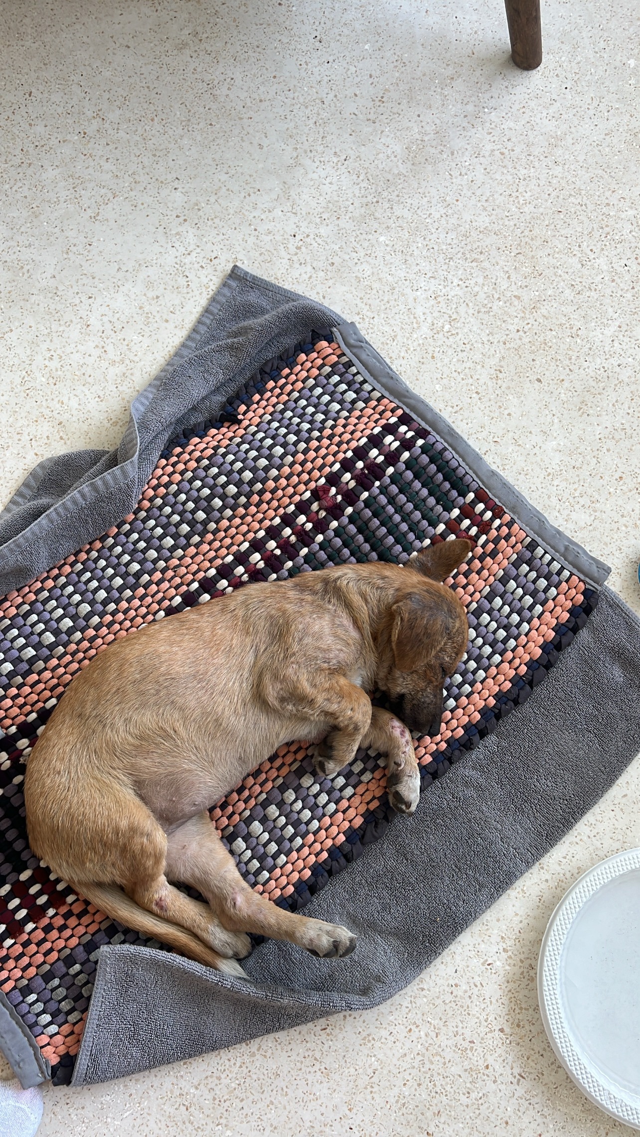 HELP BABY MILO WALK AGAIN (emergency surgery for puppy) campaign photo, 6 of 8