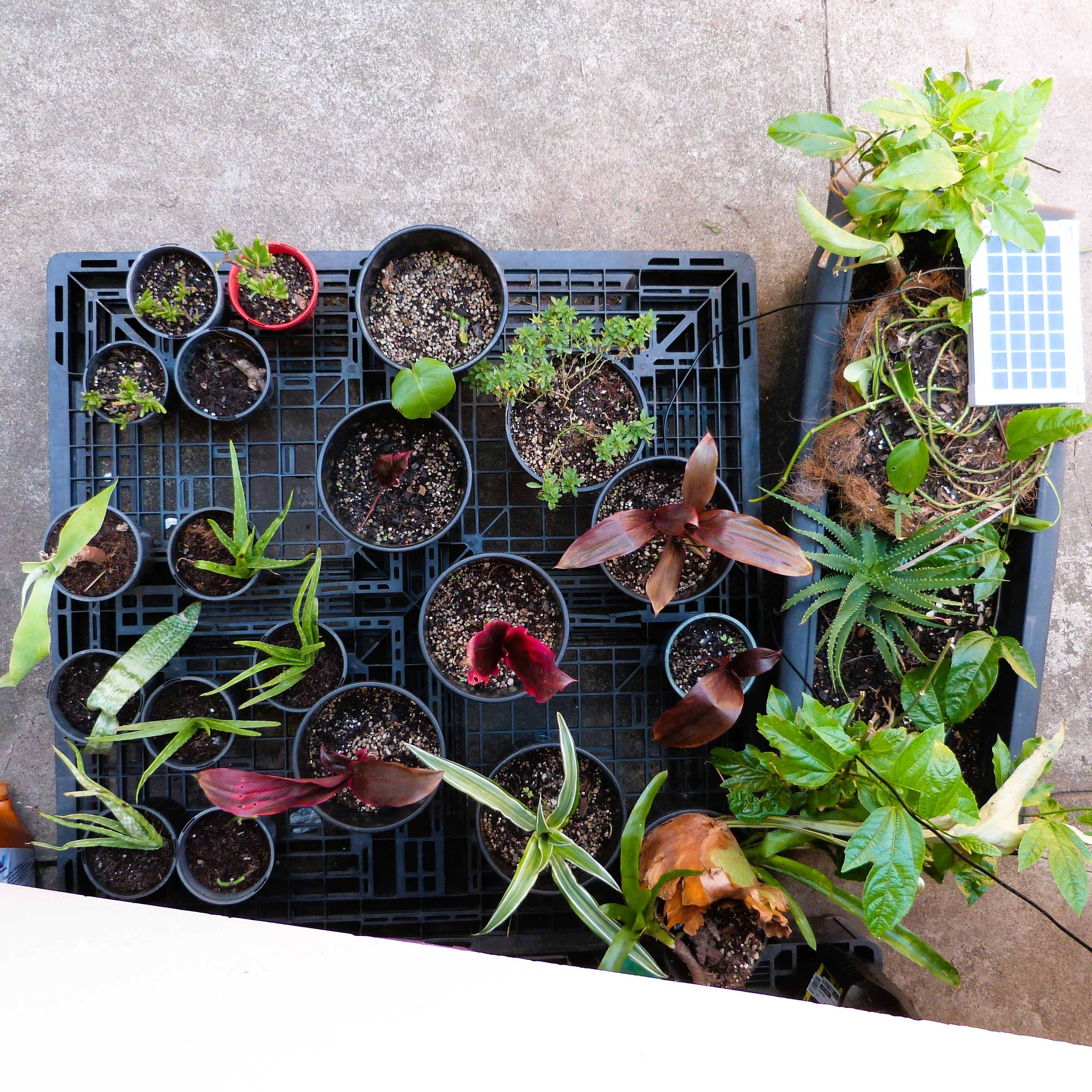 PROJECT AWE Residents' Community Garden campaign photo, 2 of 6