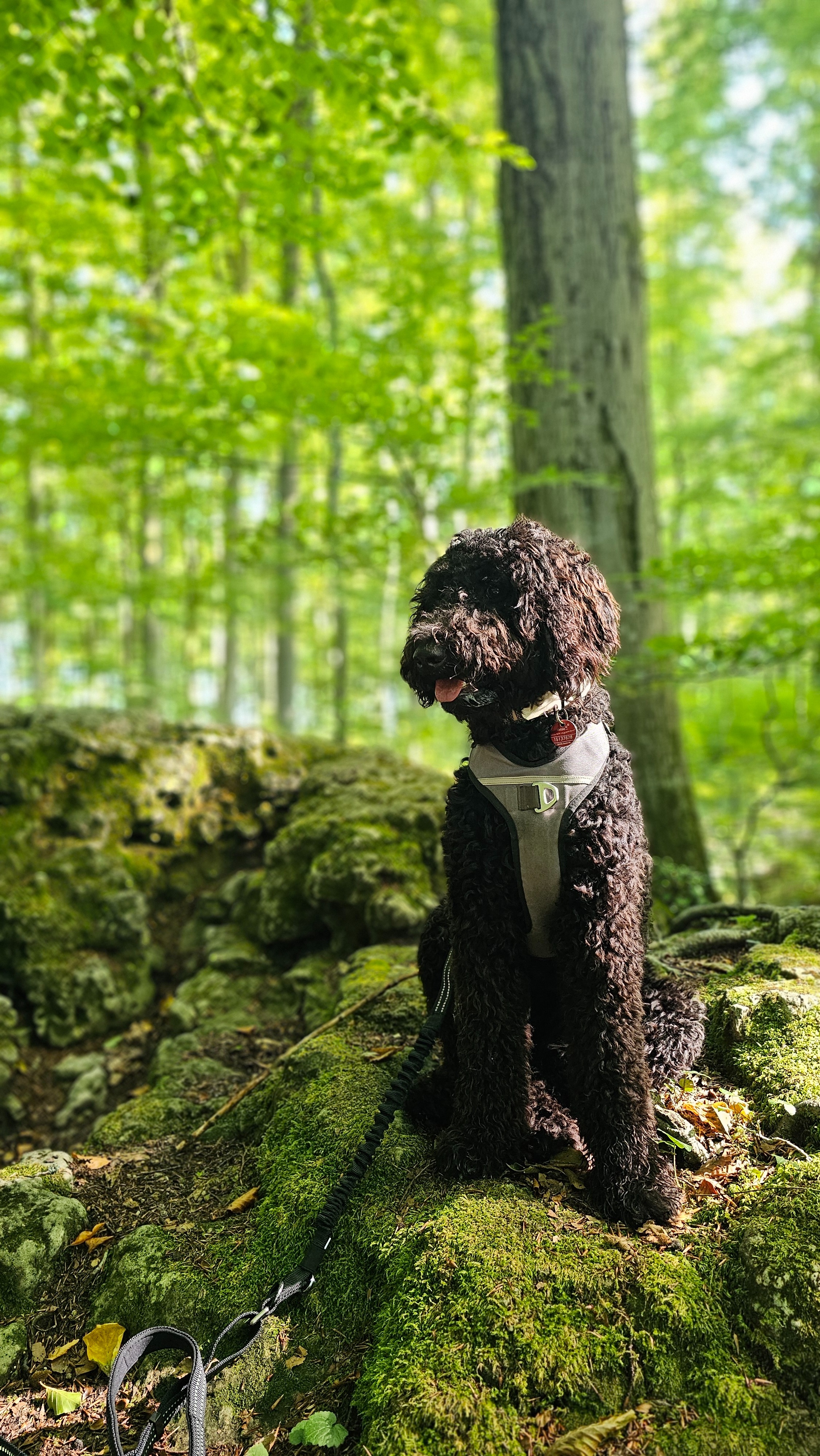 Malou - mein Anker als Assistenzhund zurück ins Leben campaign photo, 2 of 4